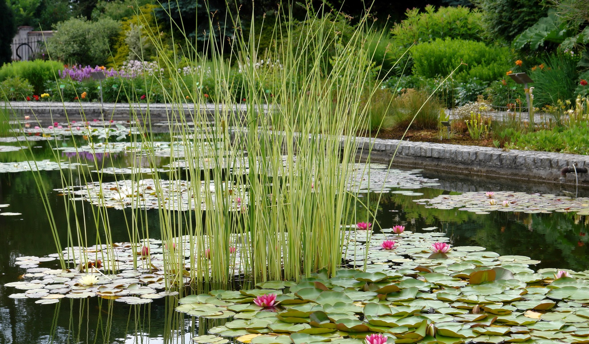 Botanical Garden Pond with Water Lilies and Reeds in Wroclaw, Poland HD Wallpaper