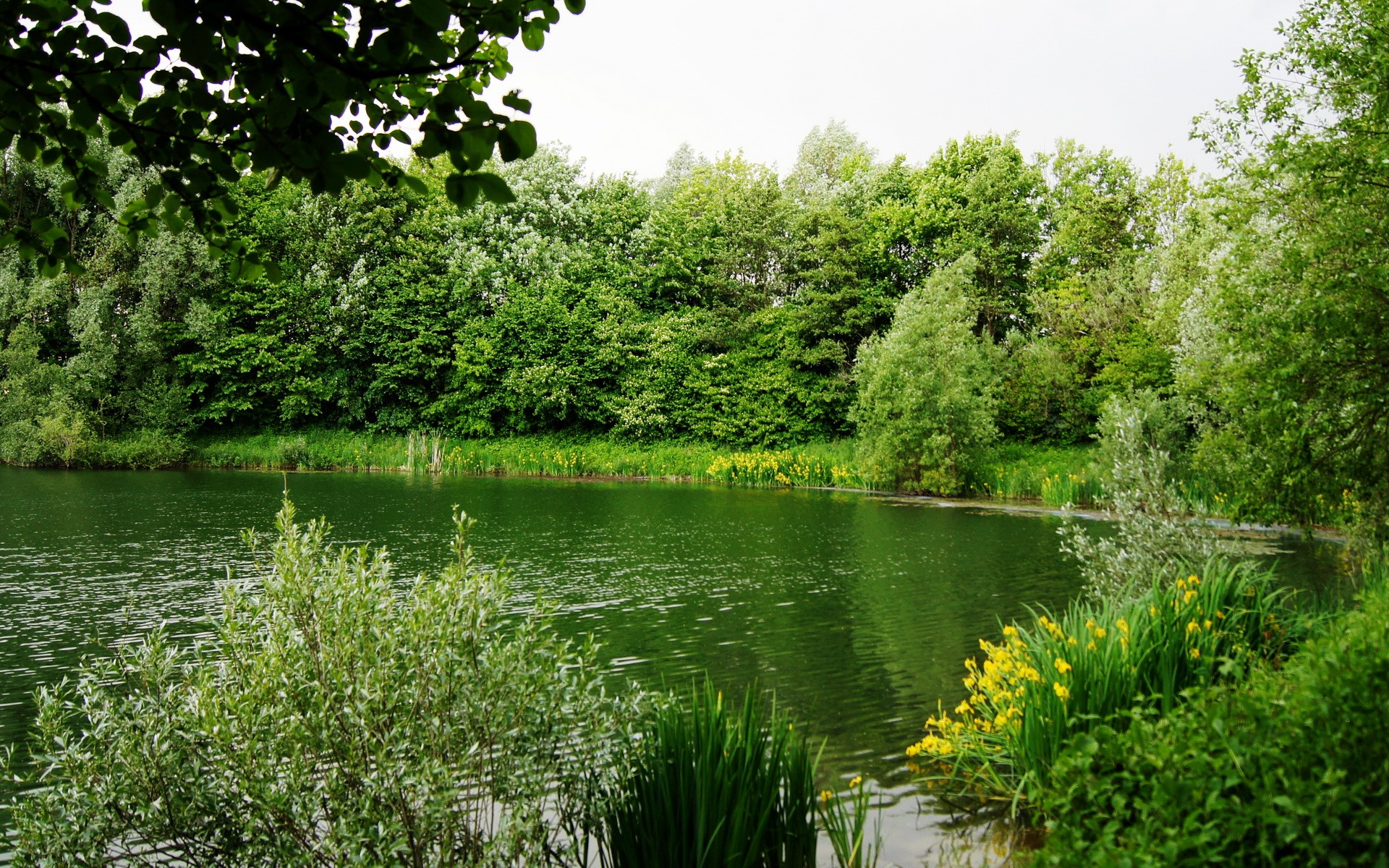 A tranquil lake surrounded by lush green trees and yellow flowers HD Wallpaper