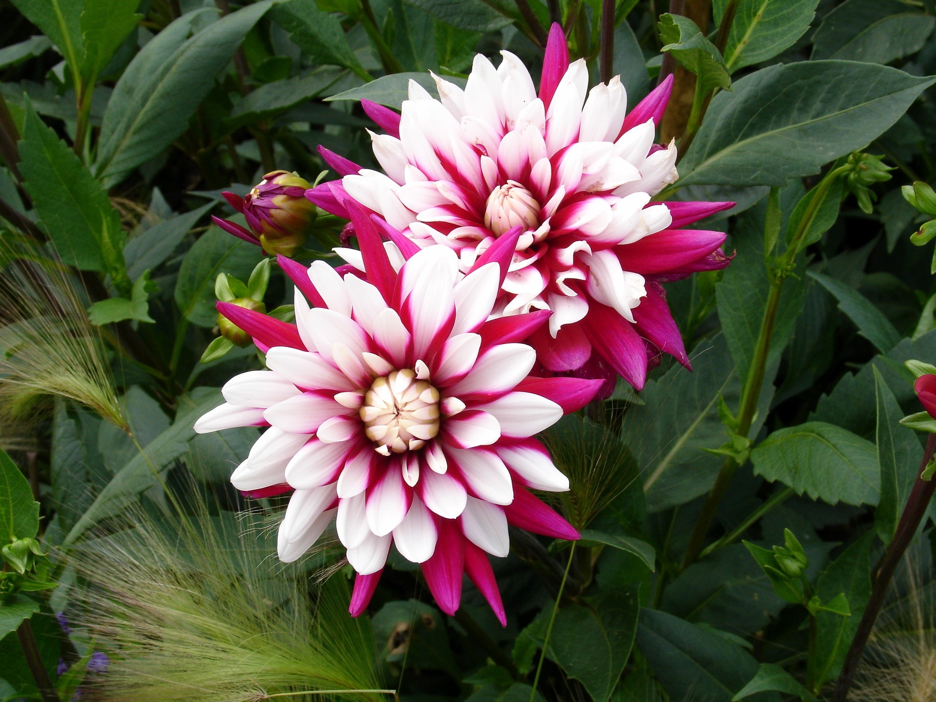 Two bicolor dahlias with white and magenta petals HD Wallpaper
