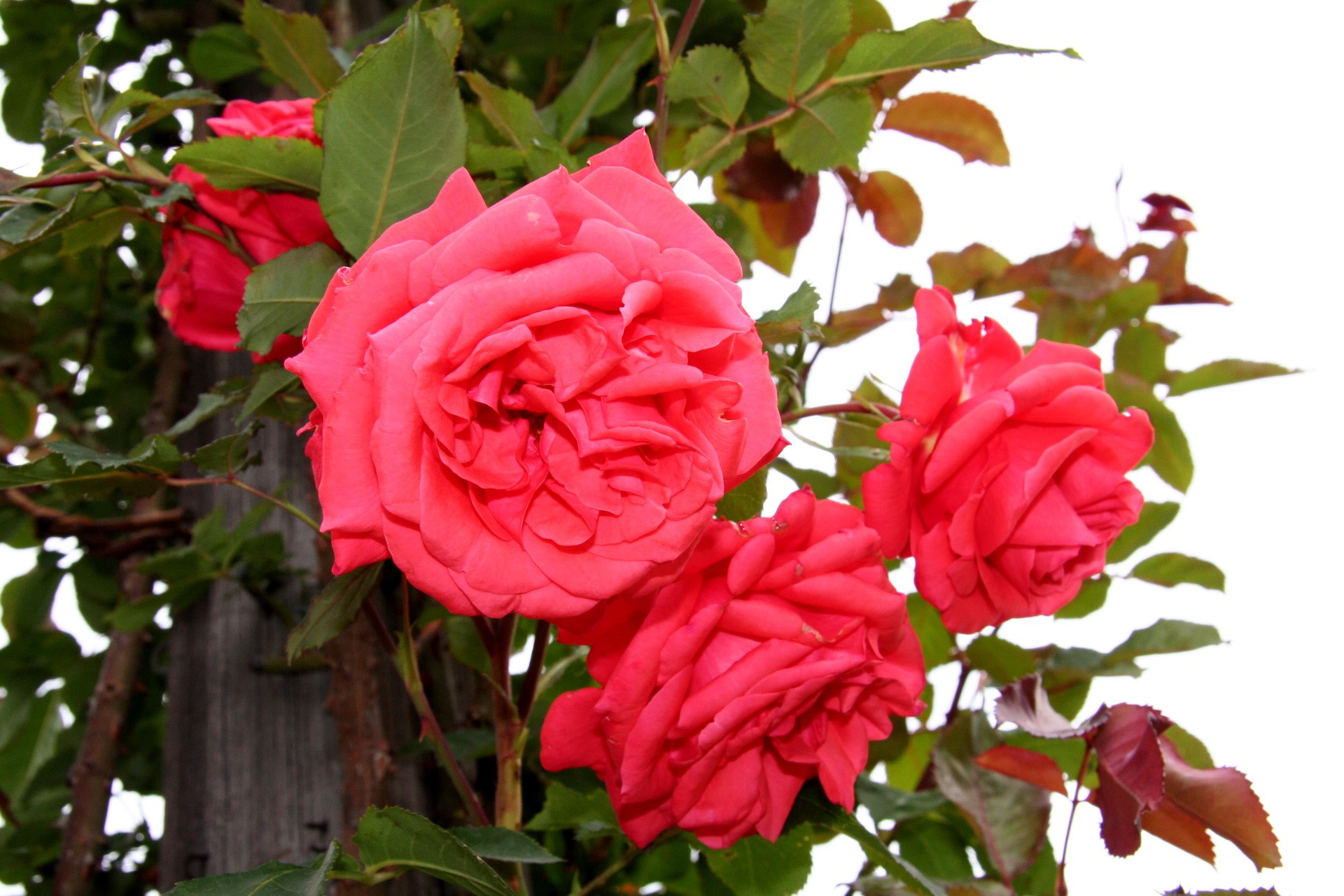Lady Rose Roses HD Wallpaper