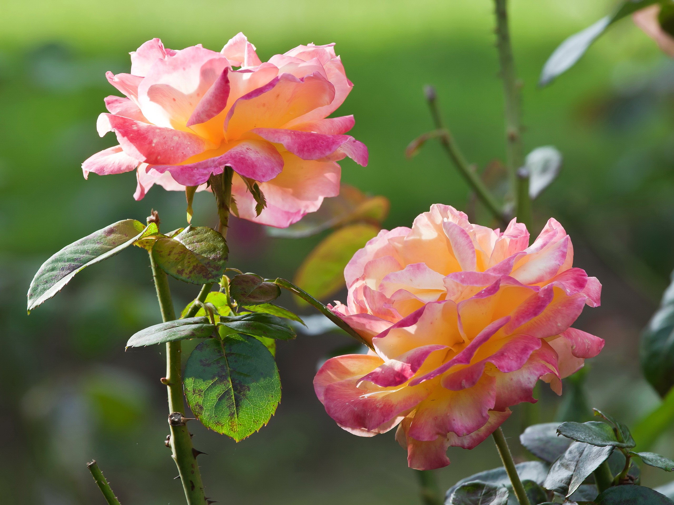 Two bicolor roses in a garden HD Wallpaper