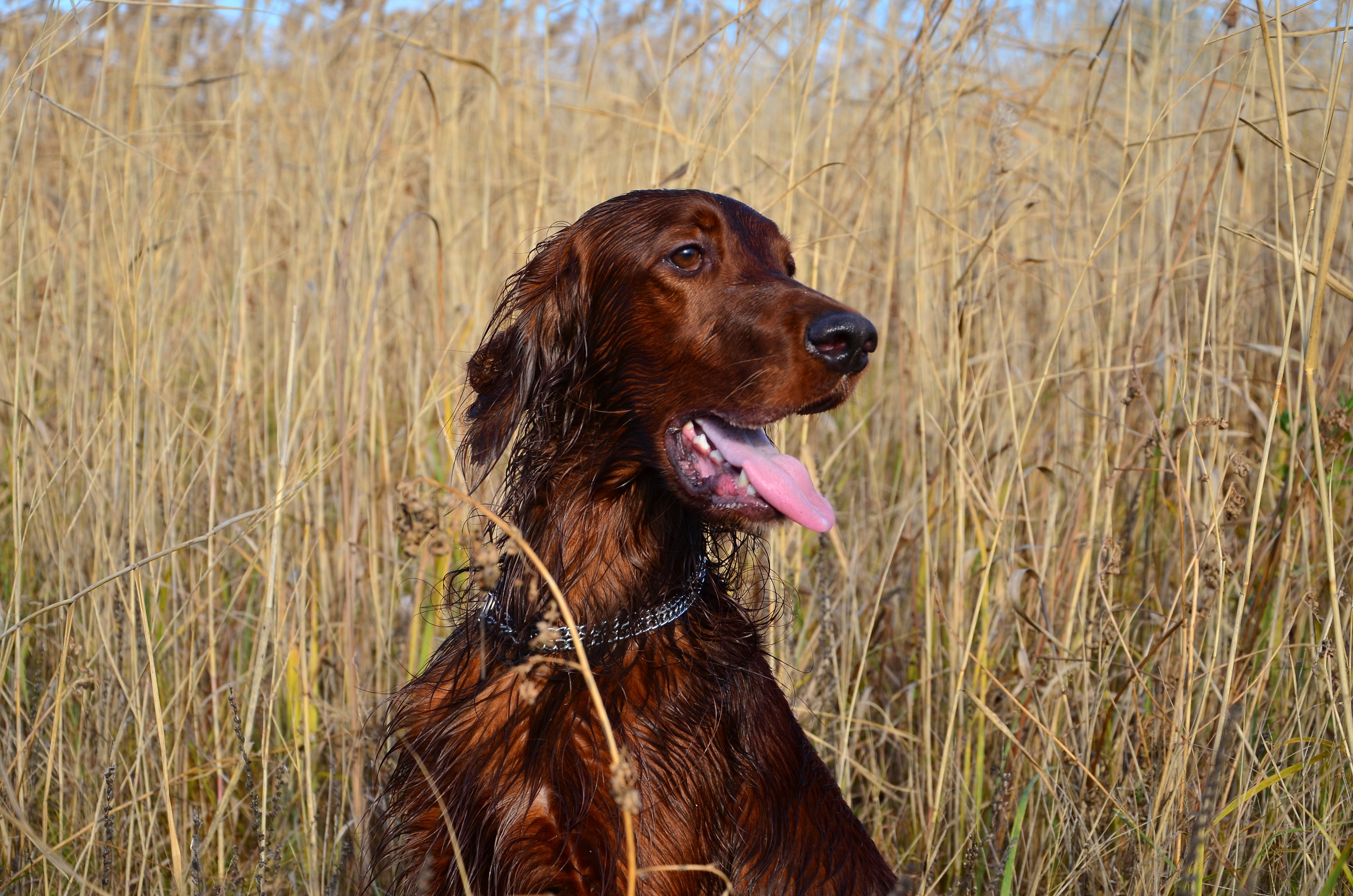 Irish Setter Dog in Tall Grass HD Wallpaper