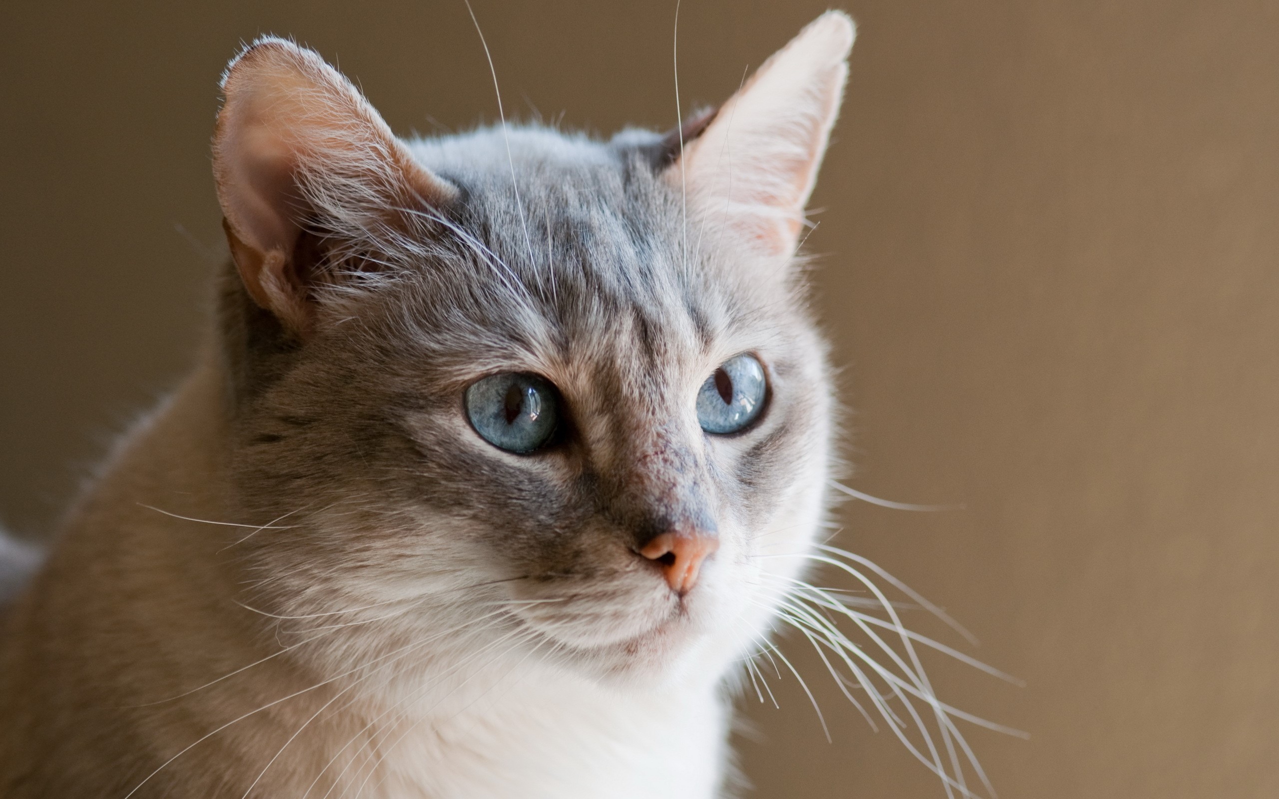 Close-up of a Siamese cat with blue eyes HD Wallpaper