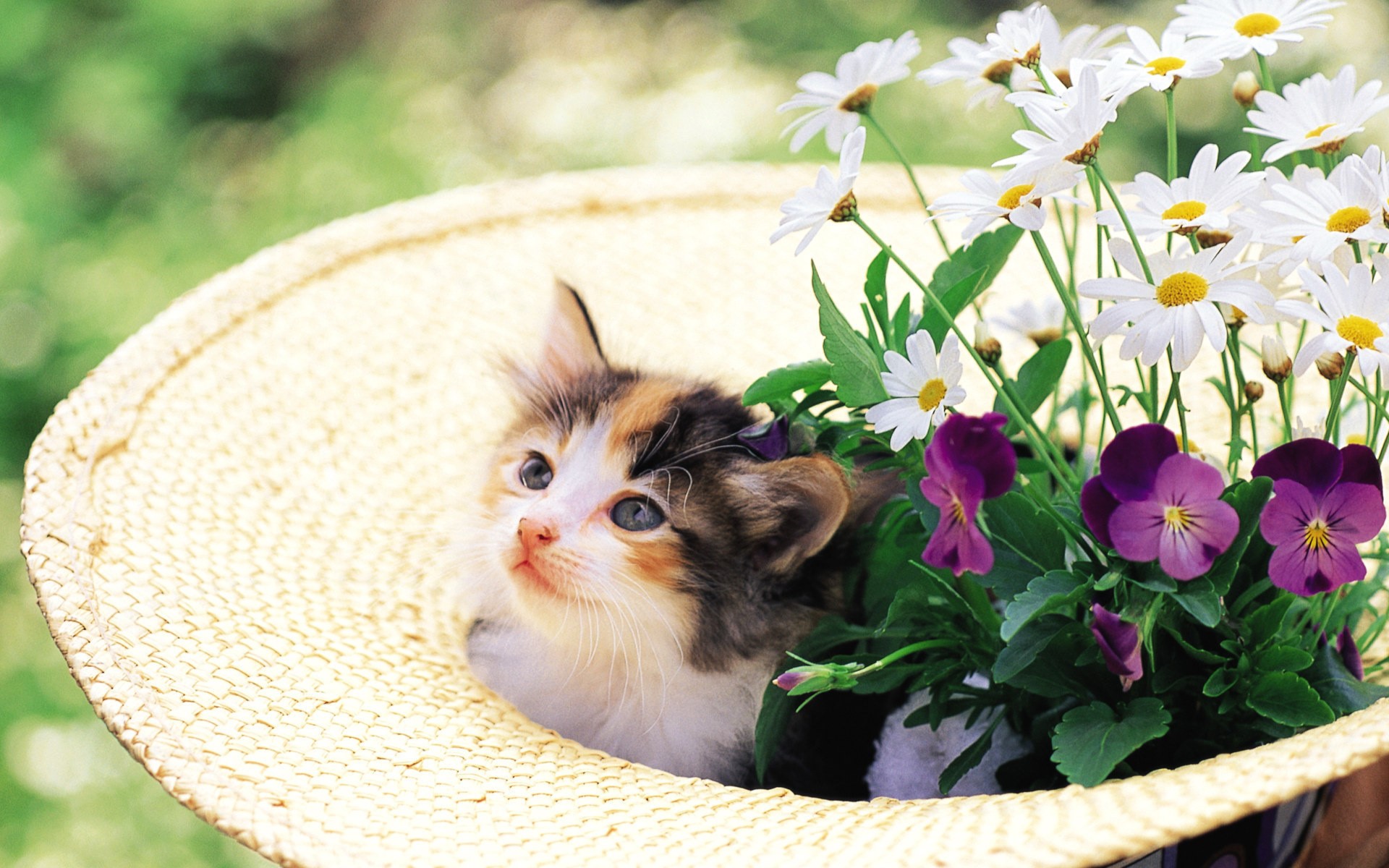 Kitten in a straw hat with daisies and pansies HD Wallpaper