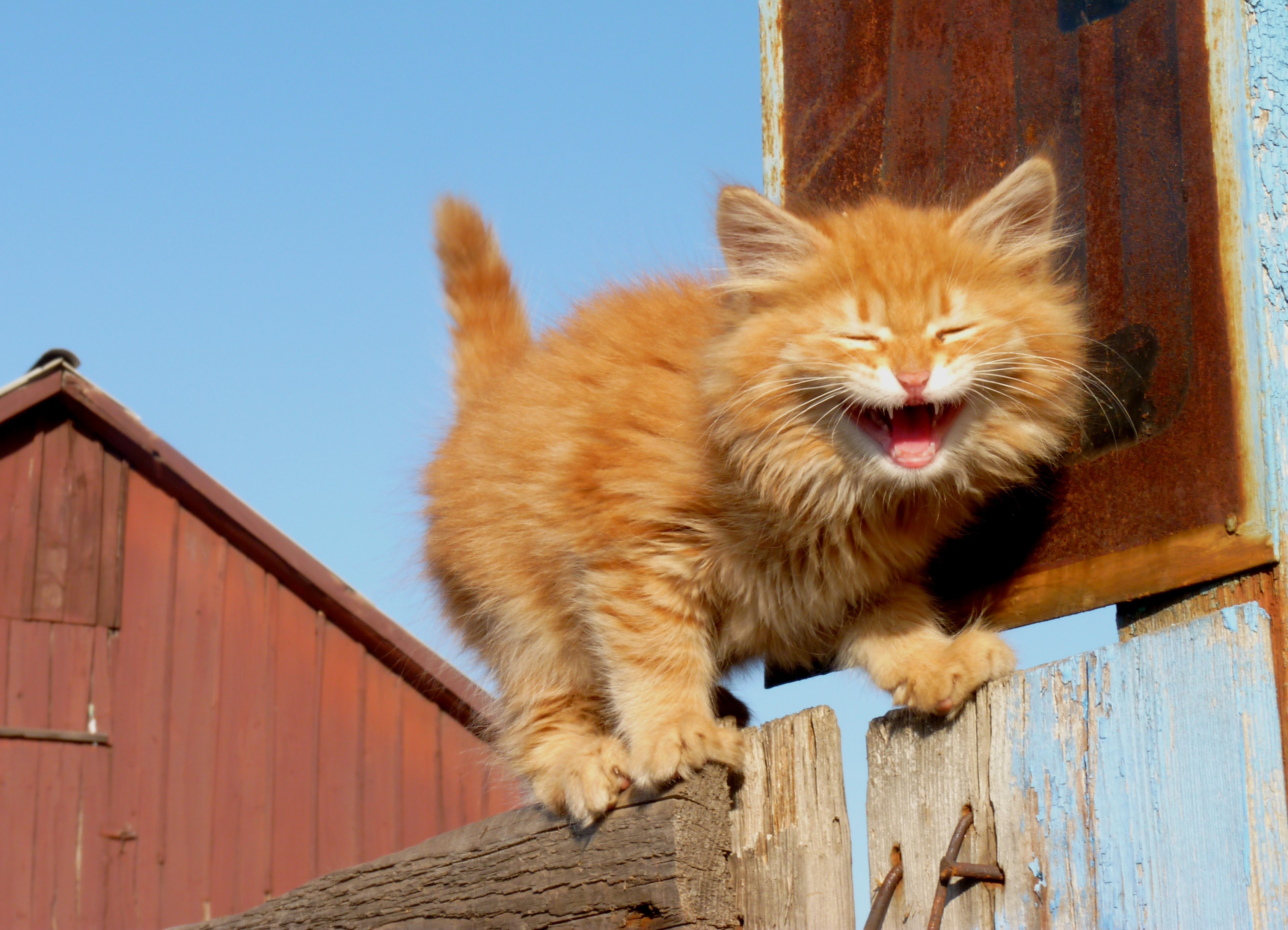 Orange kitten on a fence HD Wallpaper
