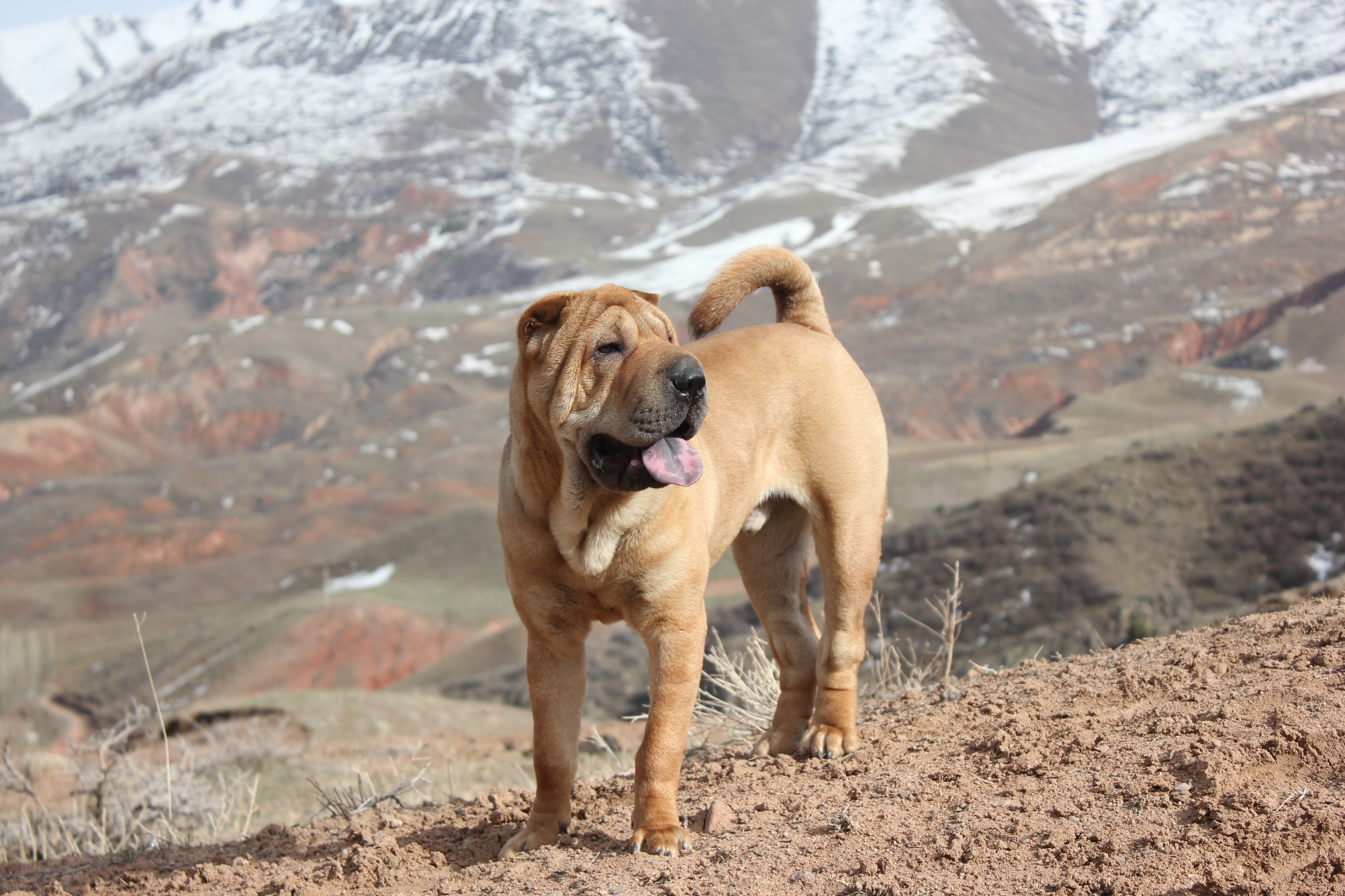 Shar Pei dog standing on a hill HD Wallpaper
