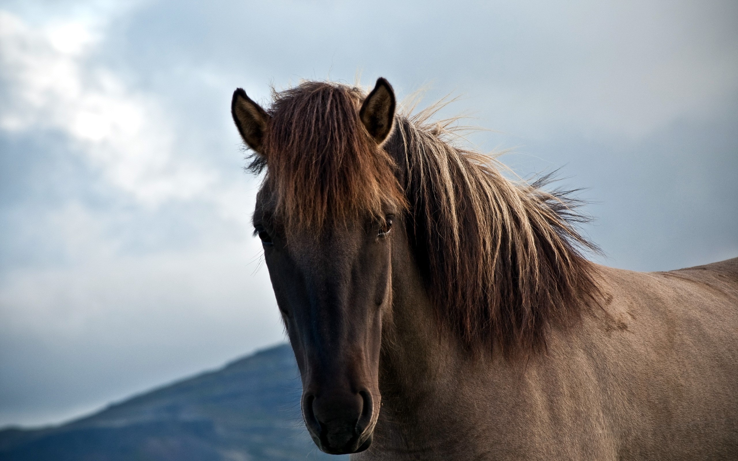 Close-up of a horse's head and mane HD Wallpaper