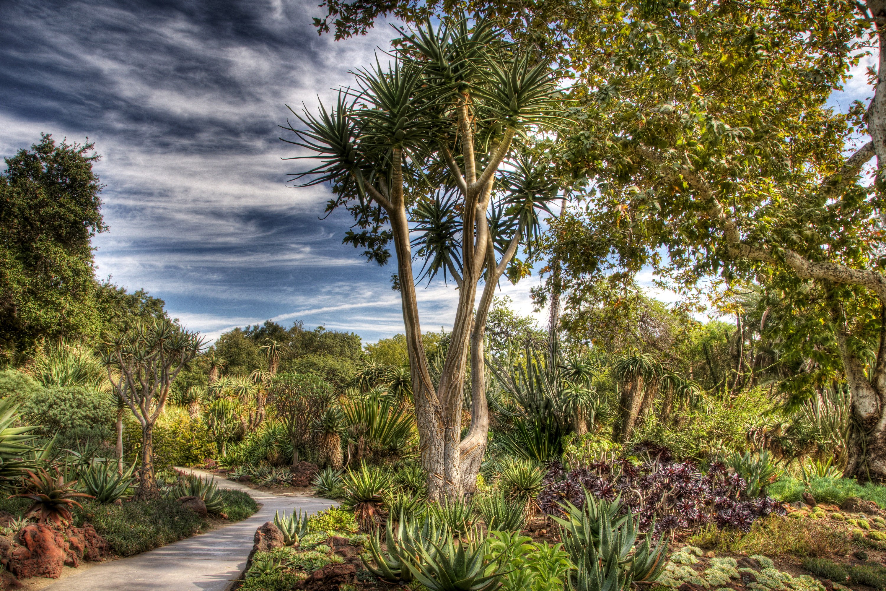 Botanical Garden Path with Aloe Trees and Agave Plants HD Wallpaper
