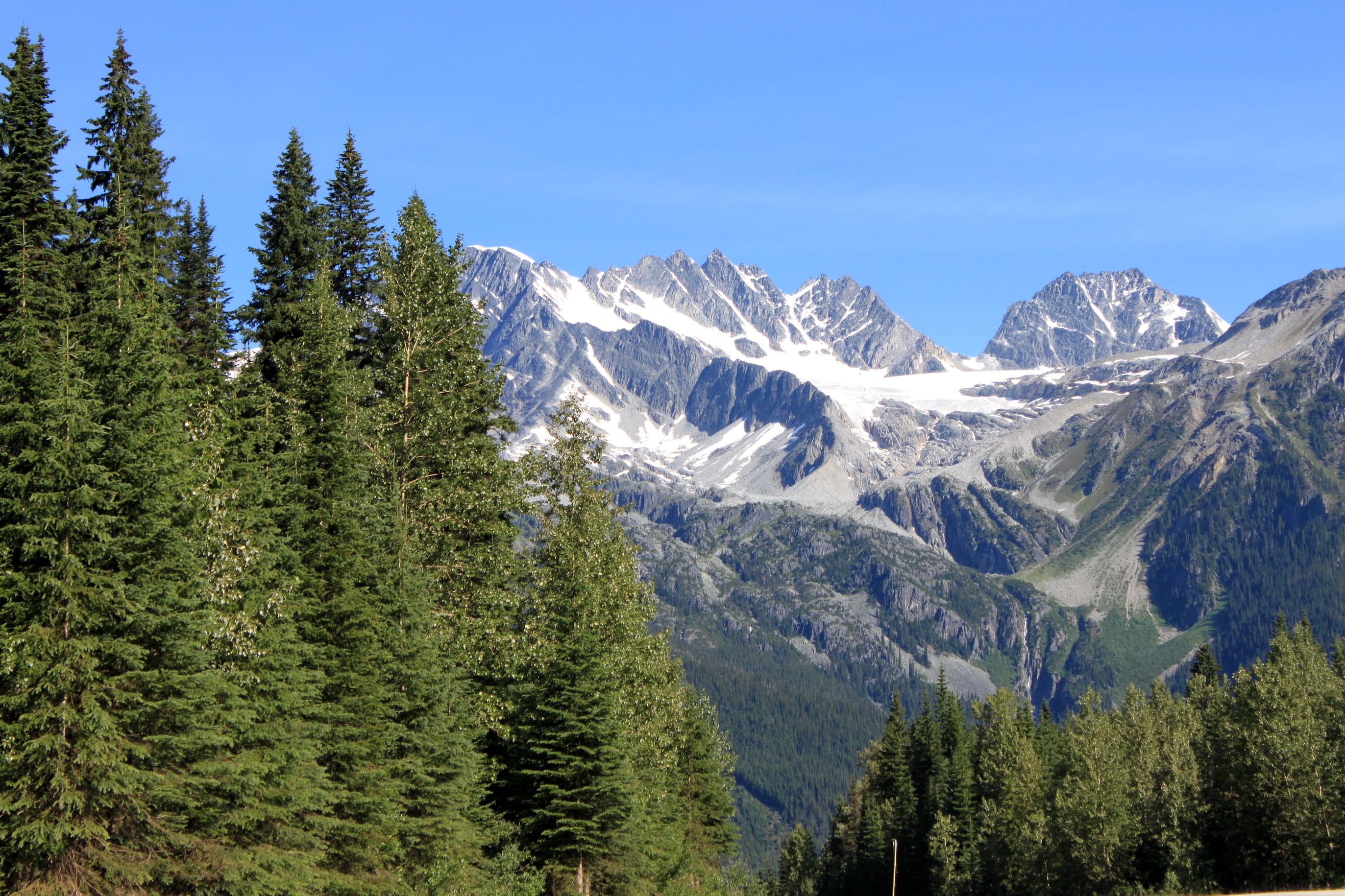 Snow-capped mountains behind pine trees under a clear blue sky HD Wallpaper
