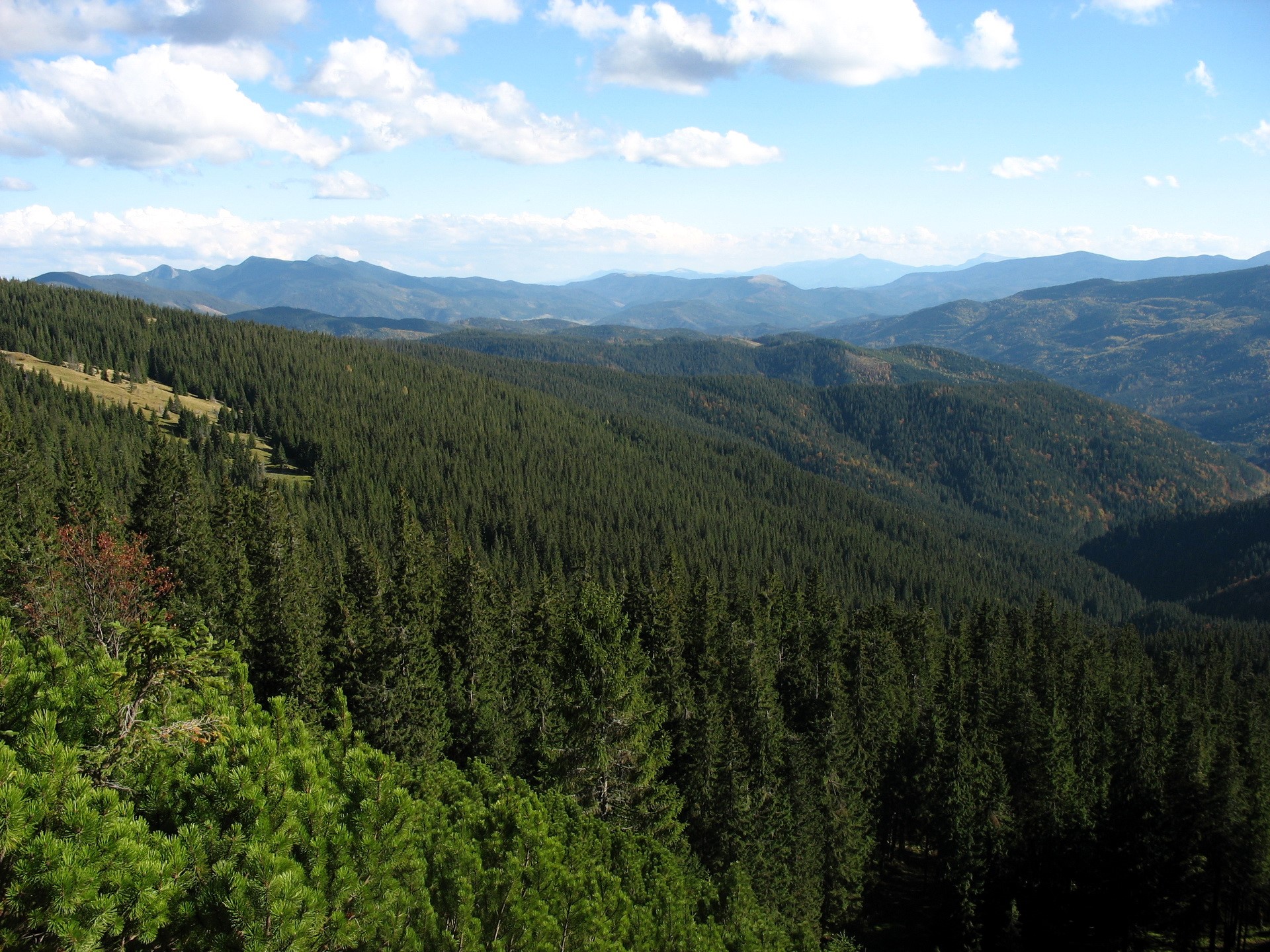Mountain range covered in evergreen forest under a blue sky HD Wallpaper
