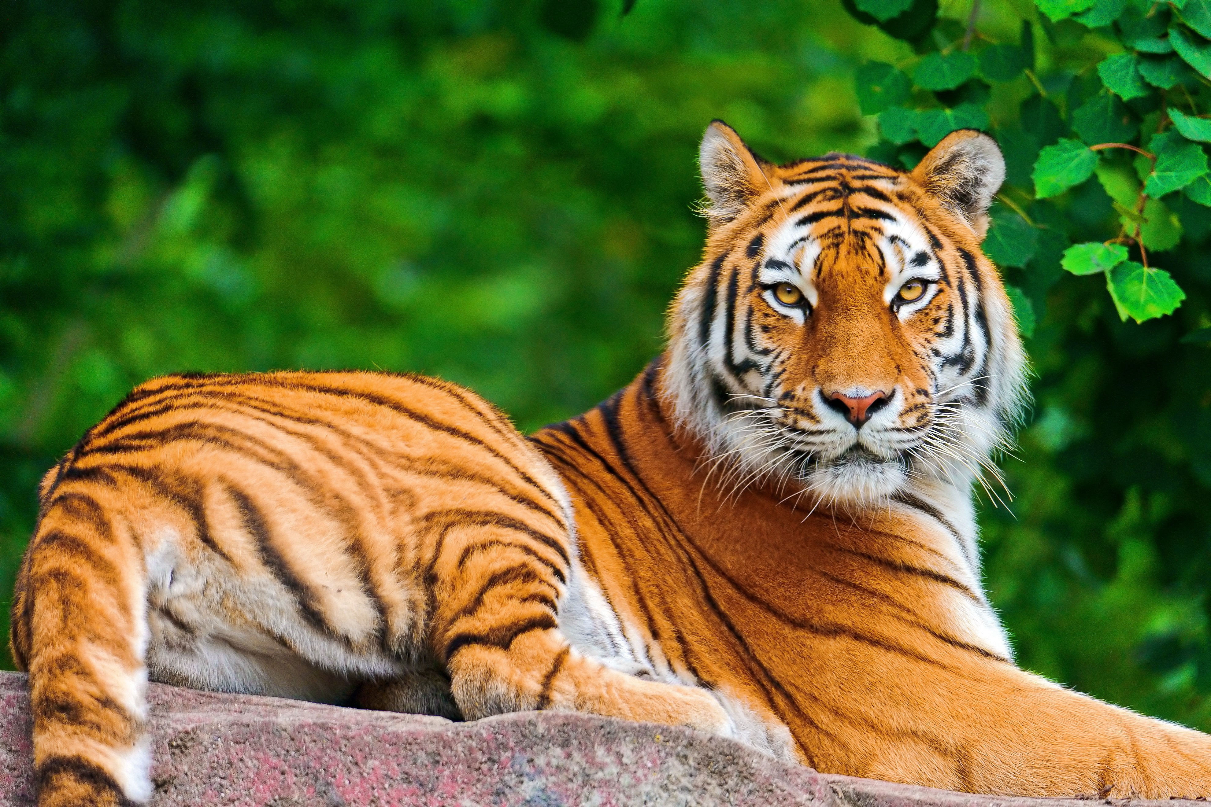Tiger resting on a rock HD Wallpaper