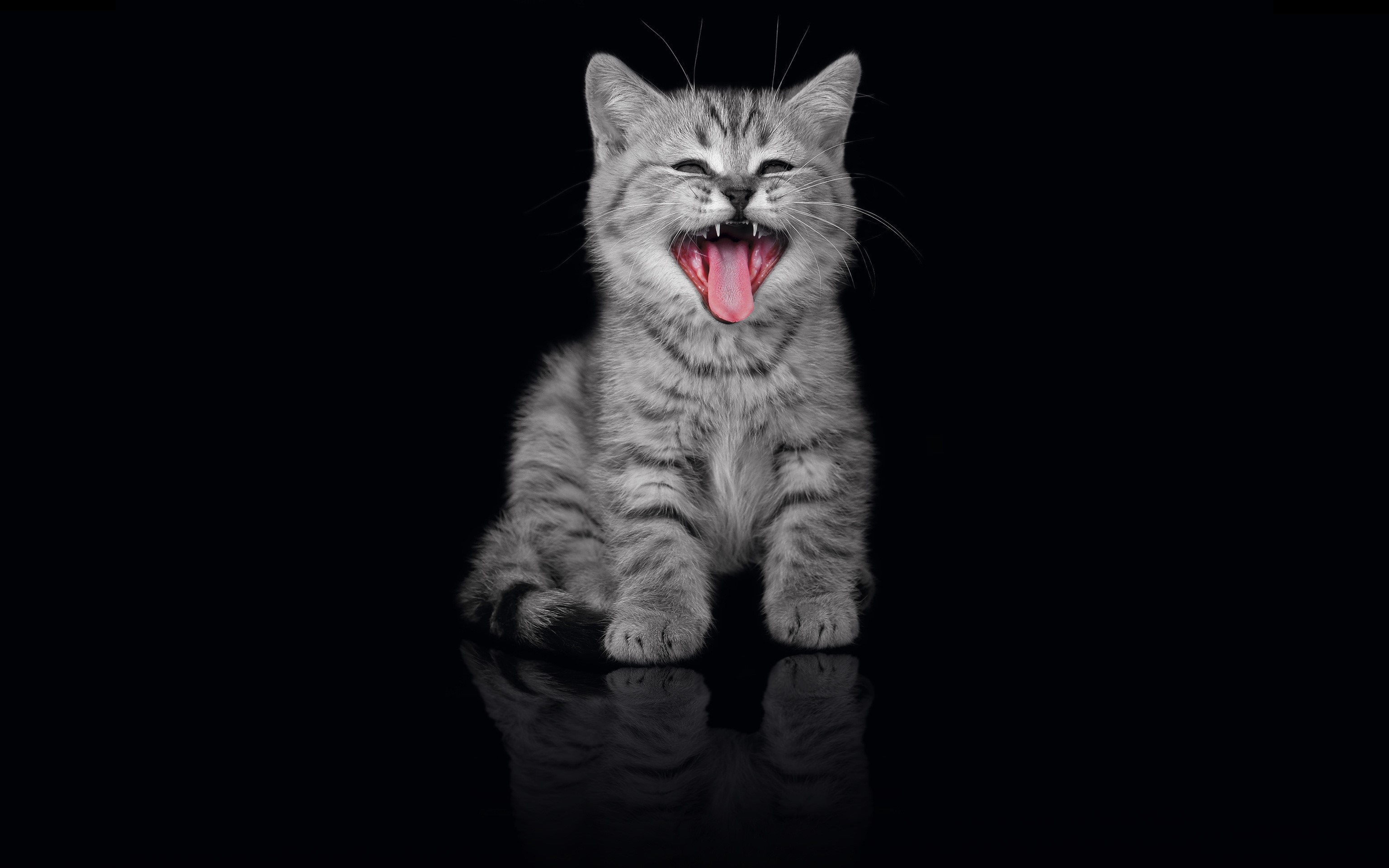 A tabby kitten yawning widely HD Wallpaper
