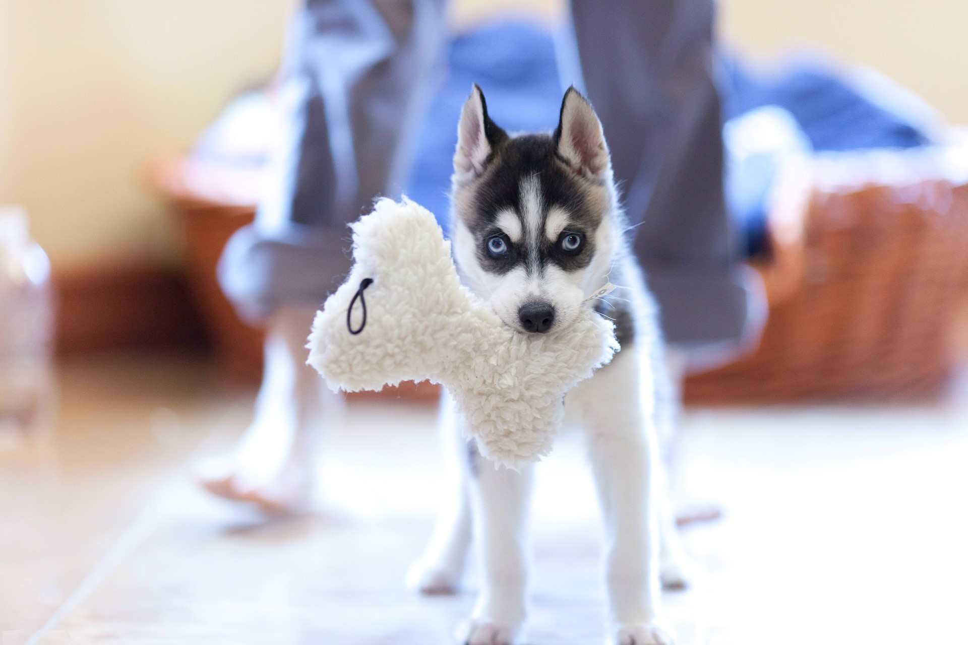 Husky puppy holding a bone toy HD Wallpaper