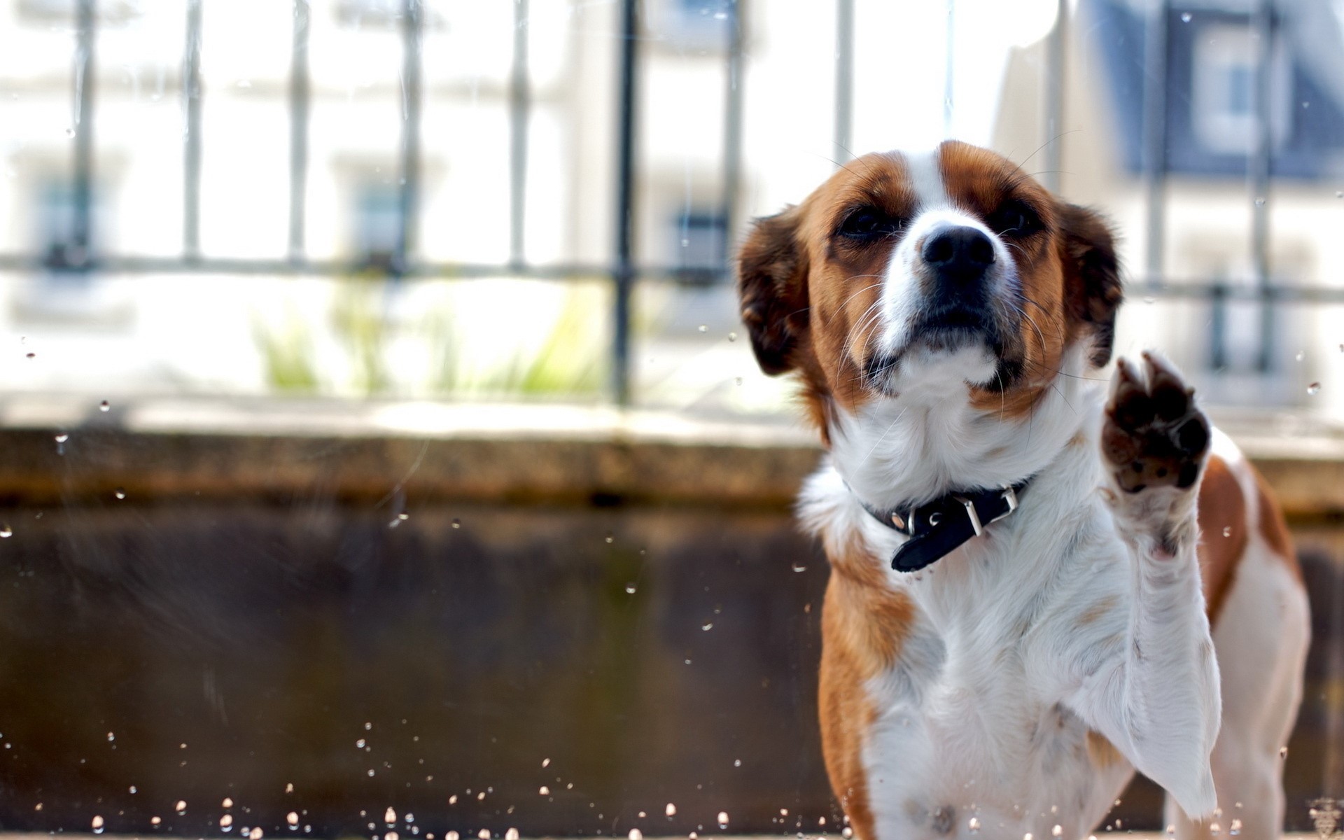 Dog looking through a wet window HD Wallpaper