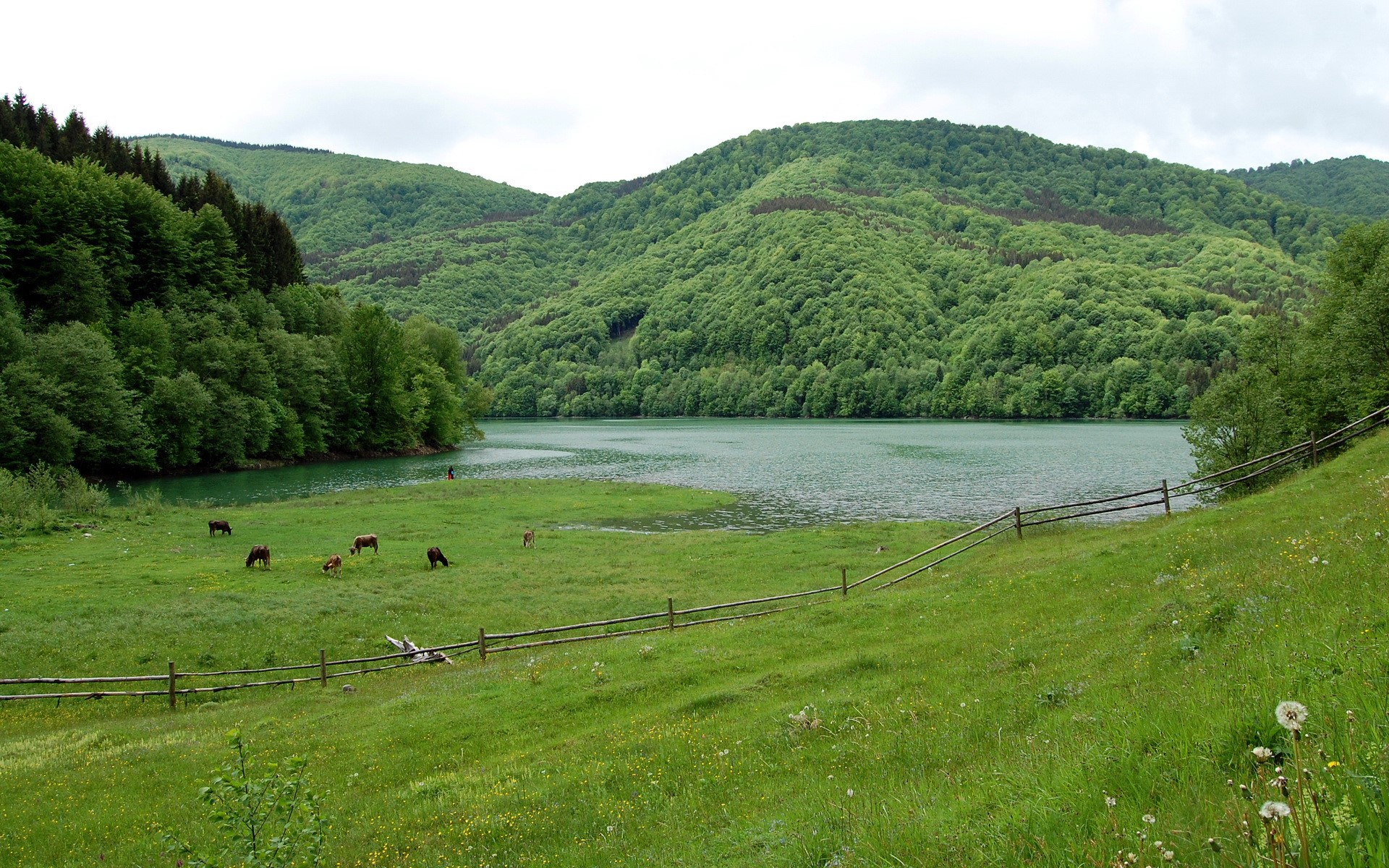 Cows grazing in a green meadow by a lake with forested hills HD Wallpaper