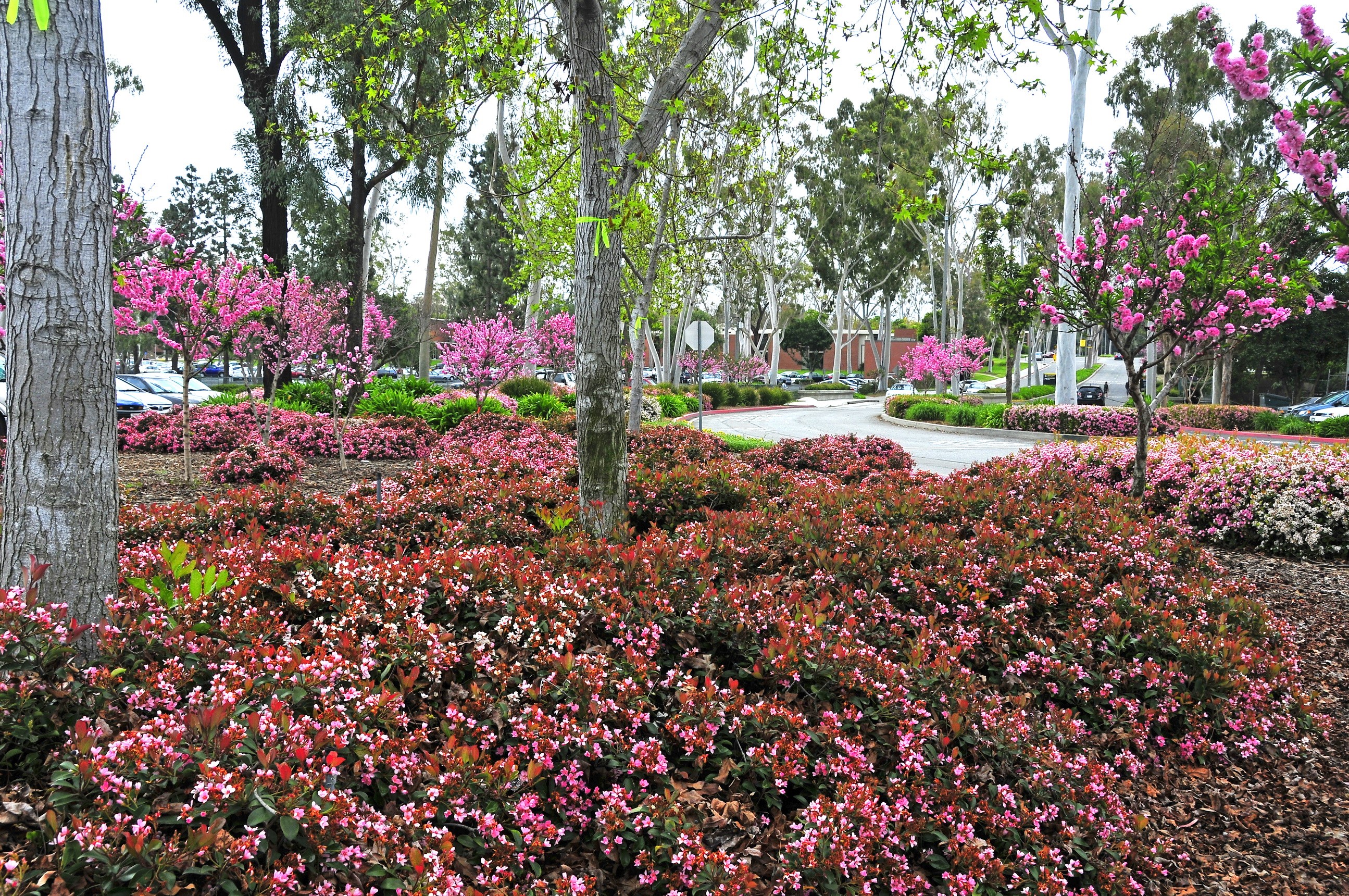 Pink flowering trees and bushes in a garden HD Wallpaper