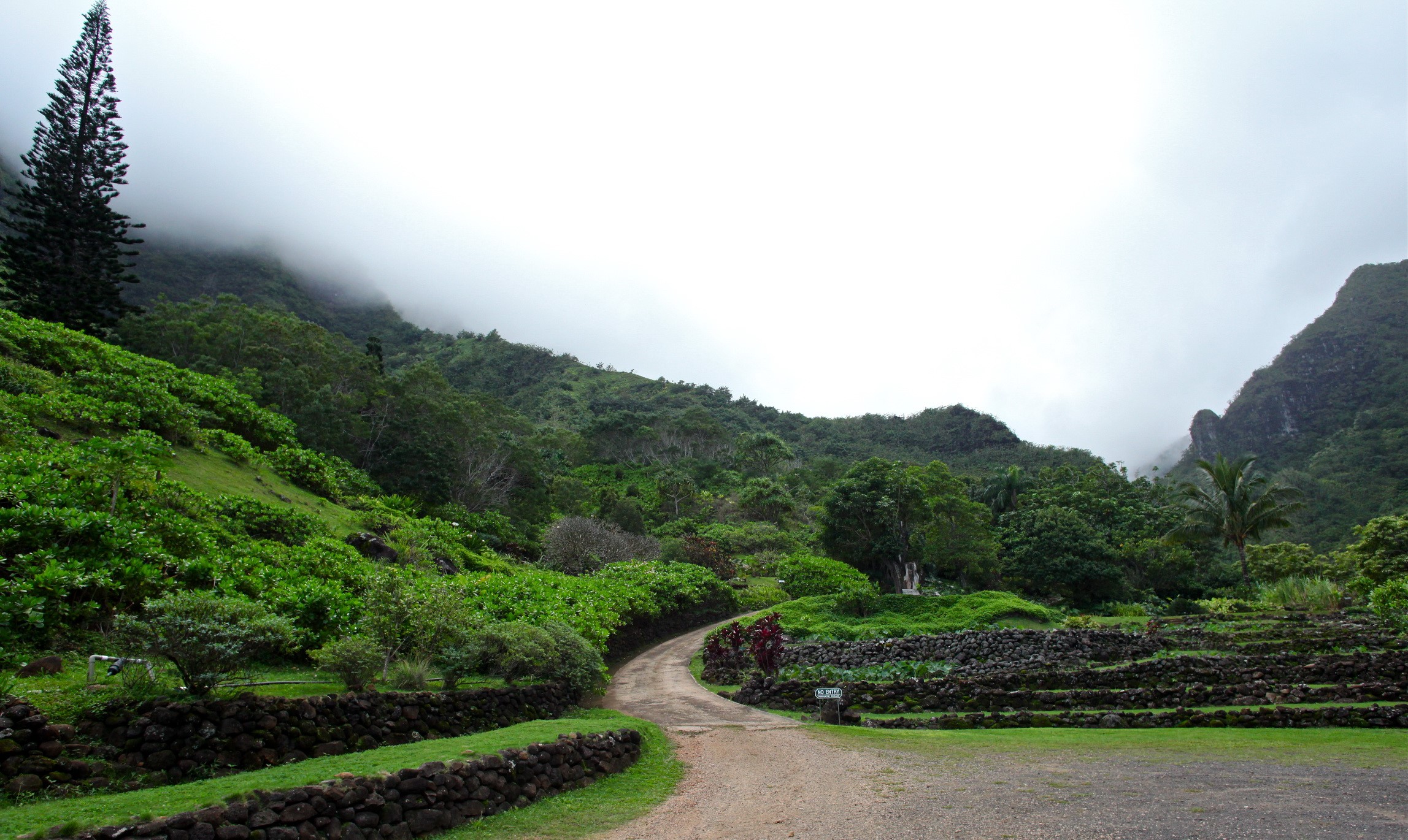 Road through botanical gardens with misty mountains HD Wallpaper