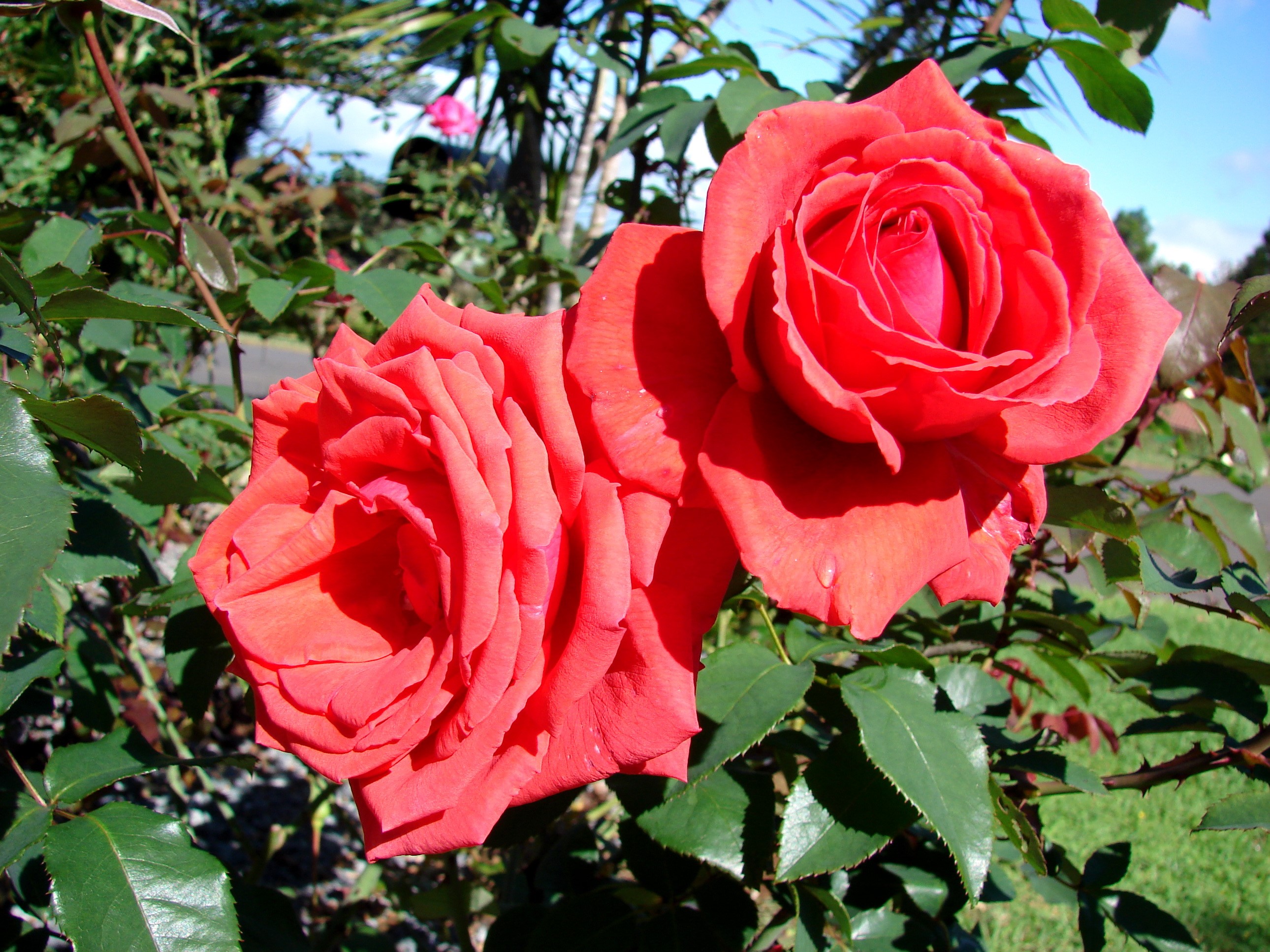 Two red roses in a garden HD Wallpaper