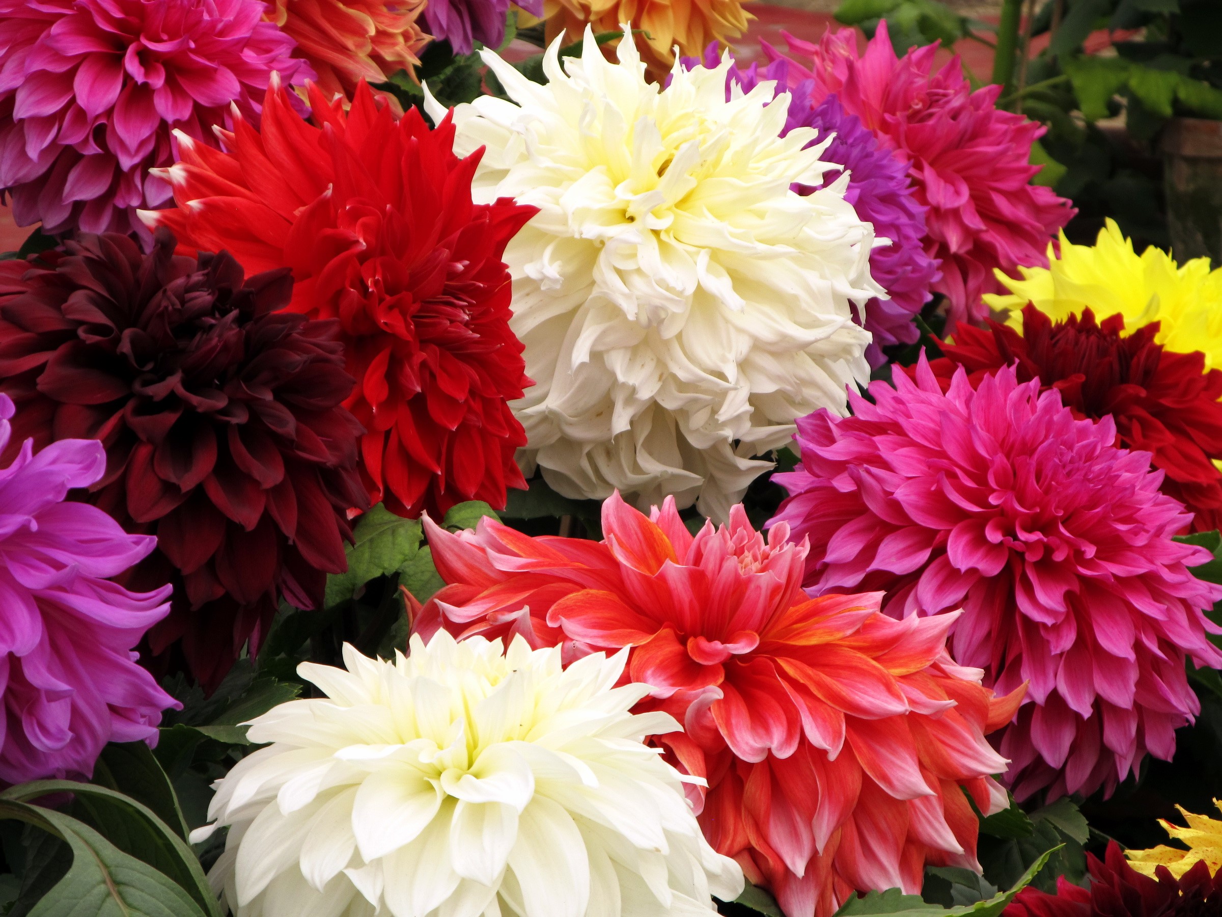 A vibrant bouquet of colorful Dahlias HD Wallpaper