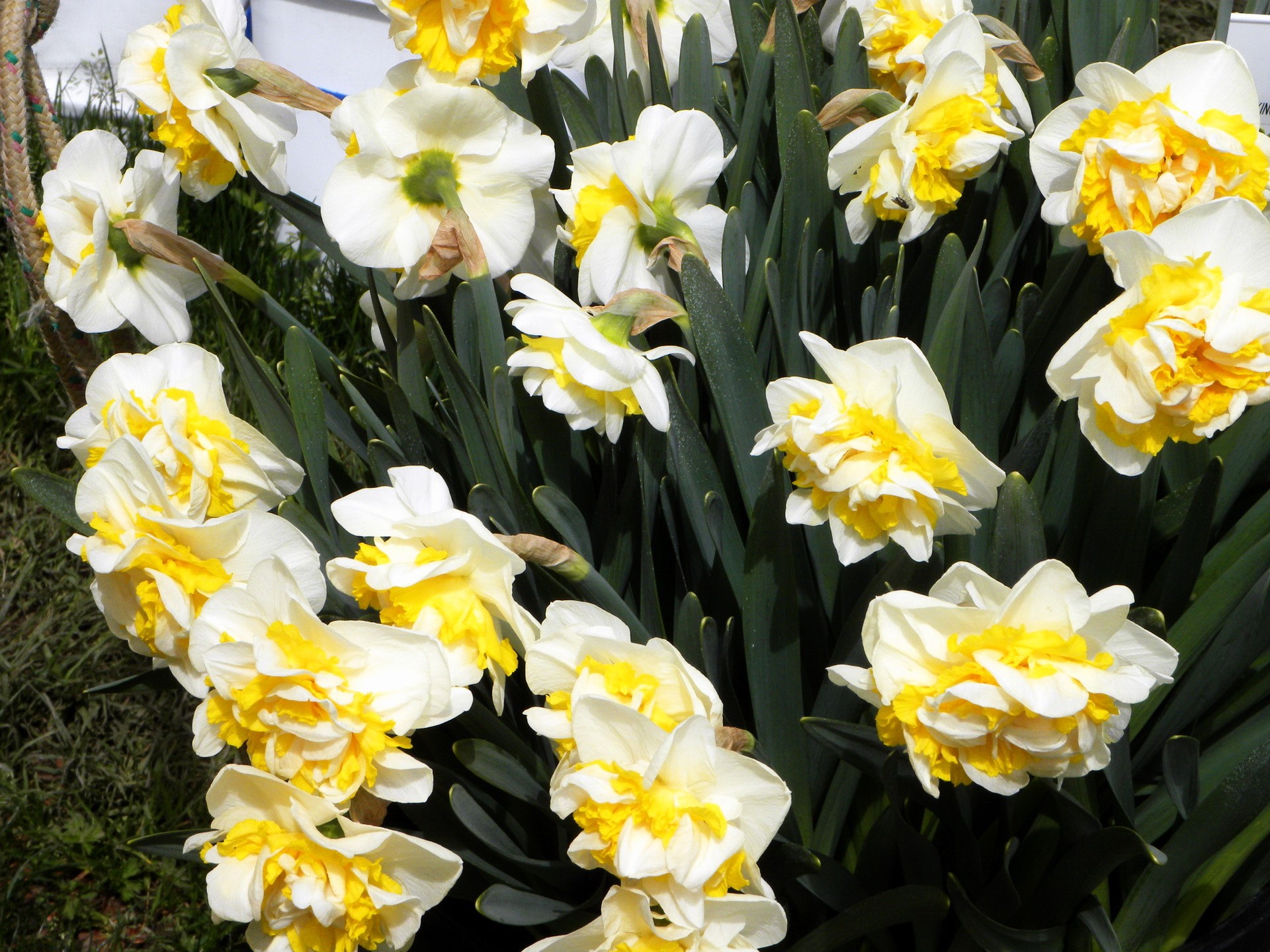 White and yellow double daffodils HD Wallpaper