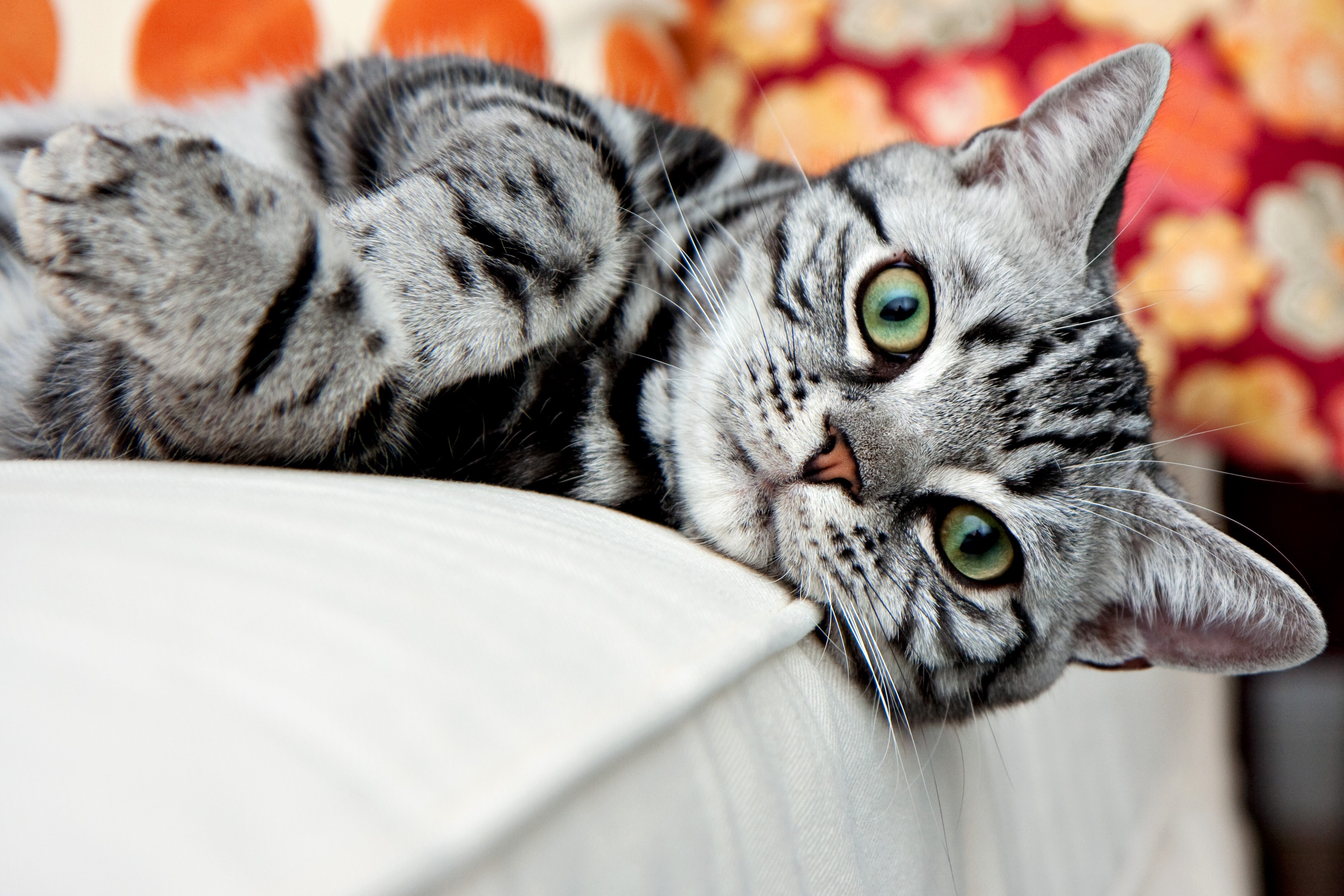 American Shorthair cat lying on a couch HD Wallpaper