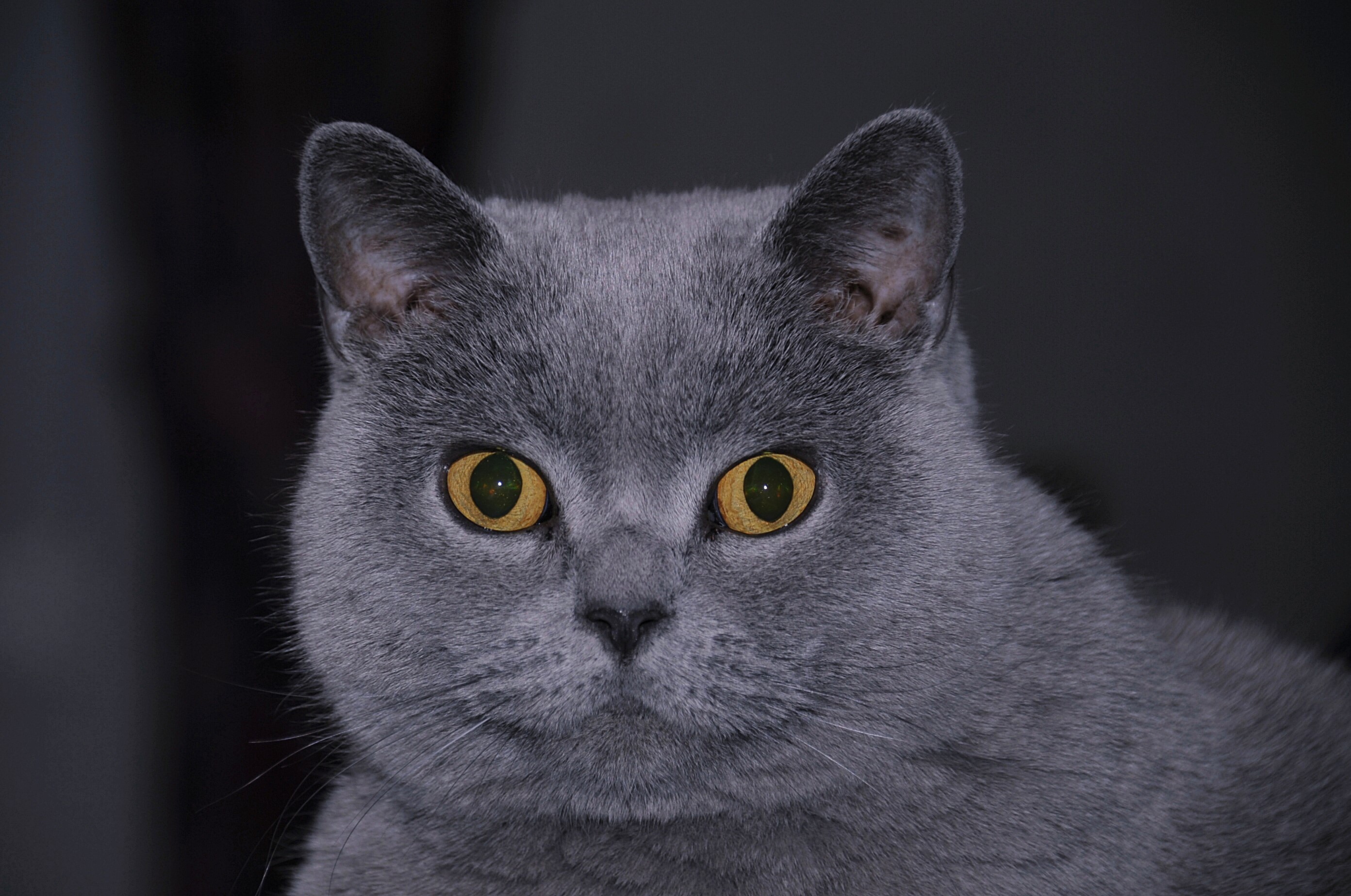 Close-up of a British Shorthair cat's face HD Wallpaper