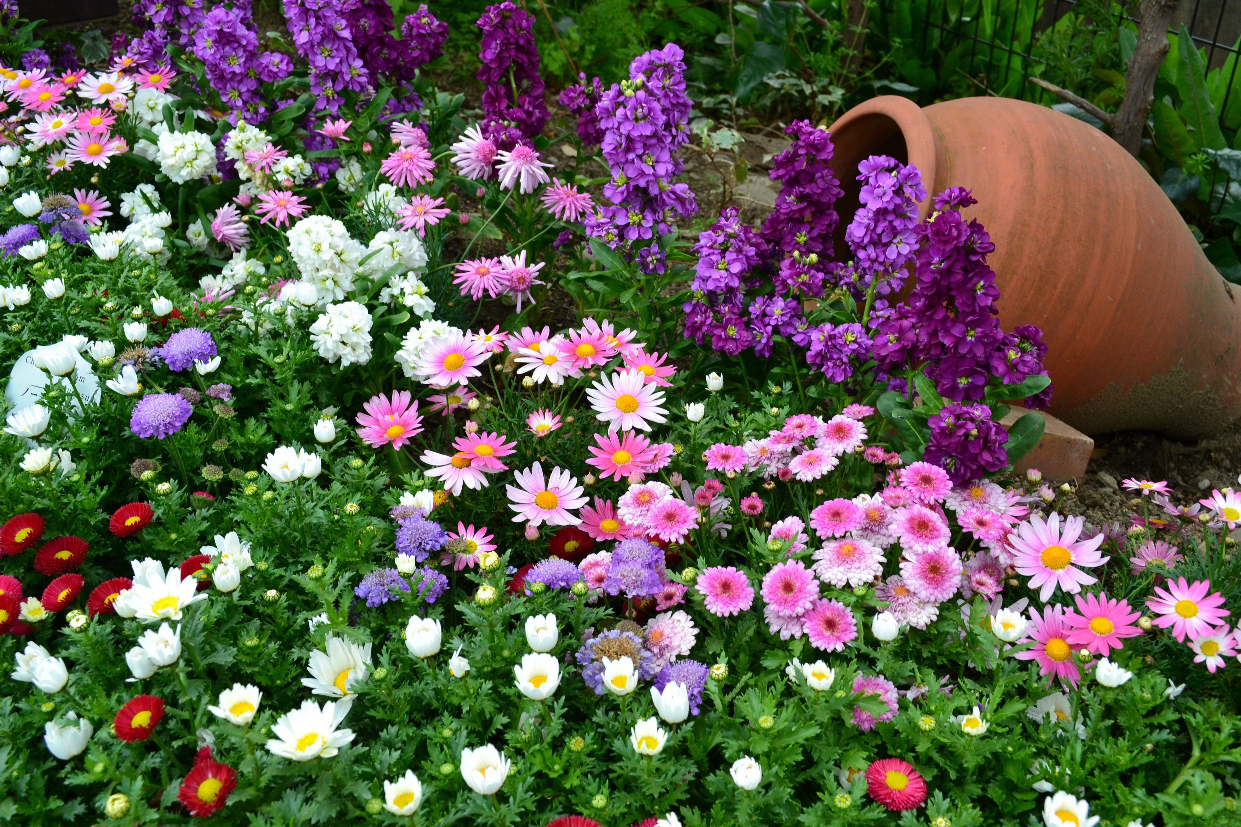 Many flowers in a garden with a pot HD Wallpaper