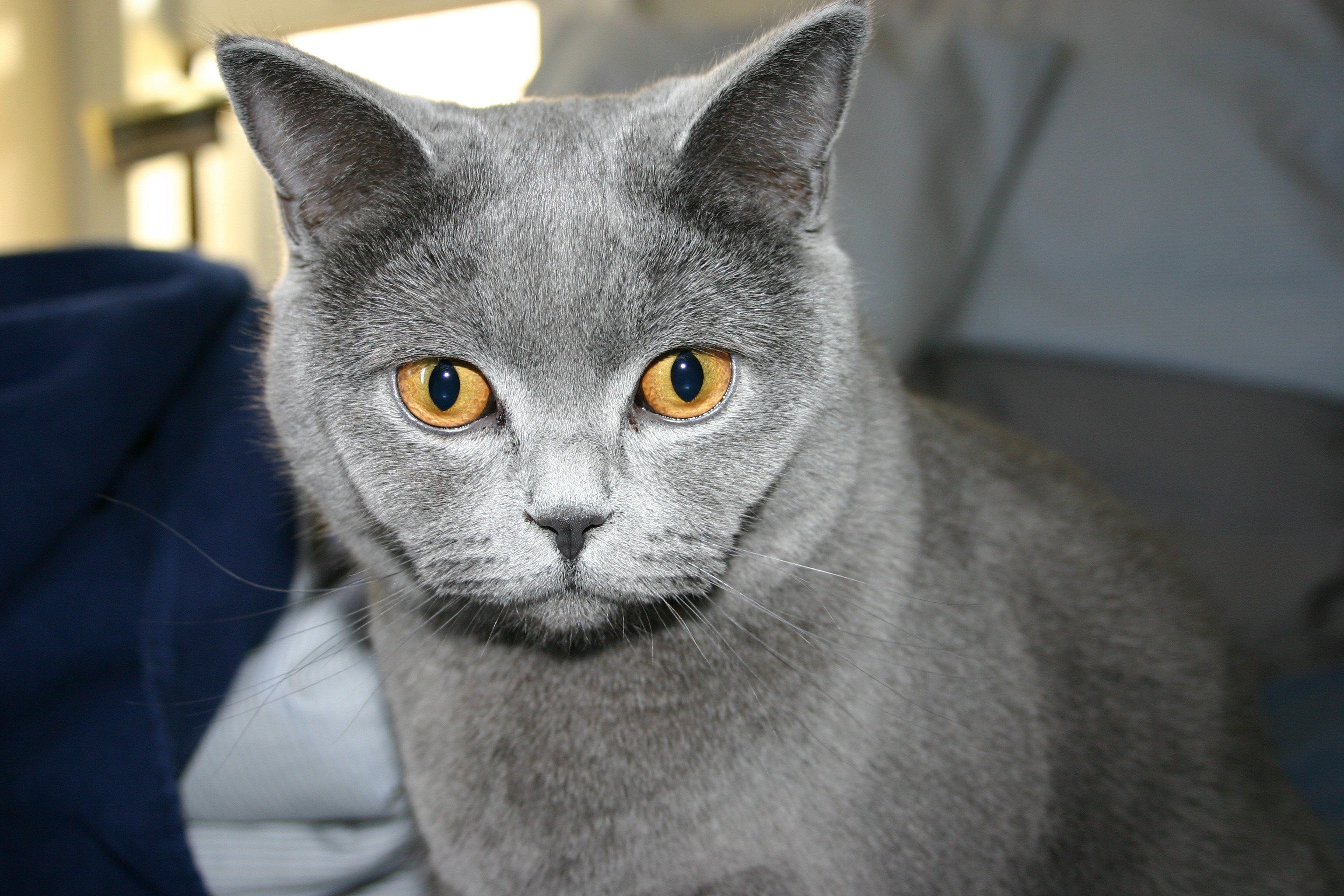 Close-up of a British Shorthair cat HD Wallpaper