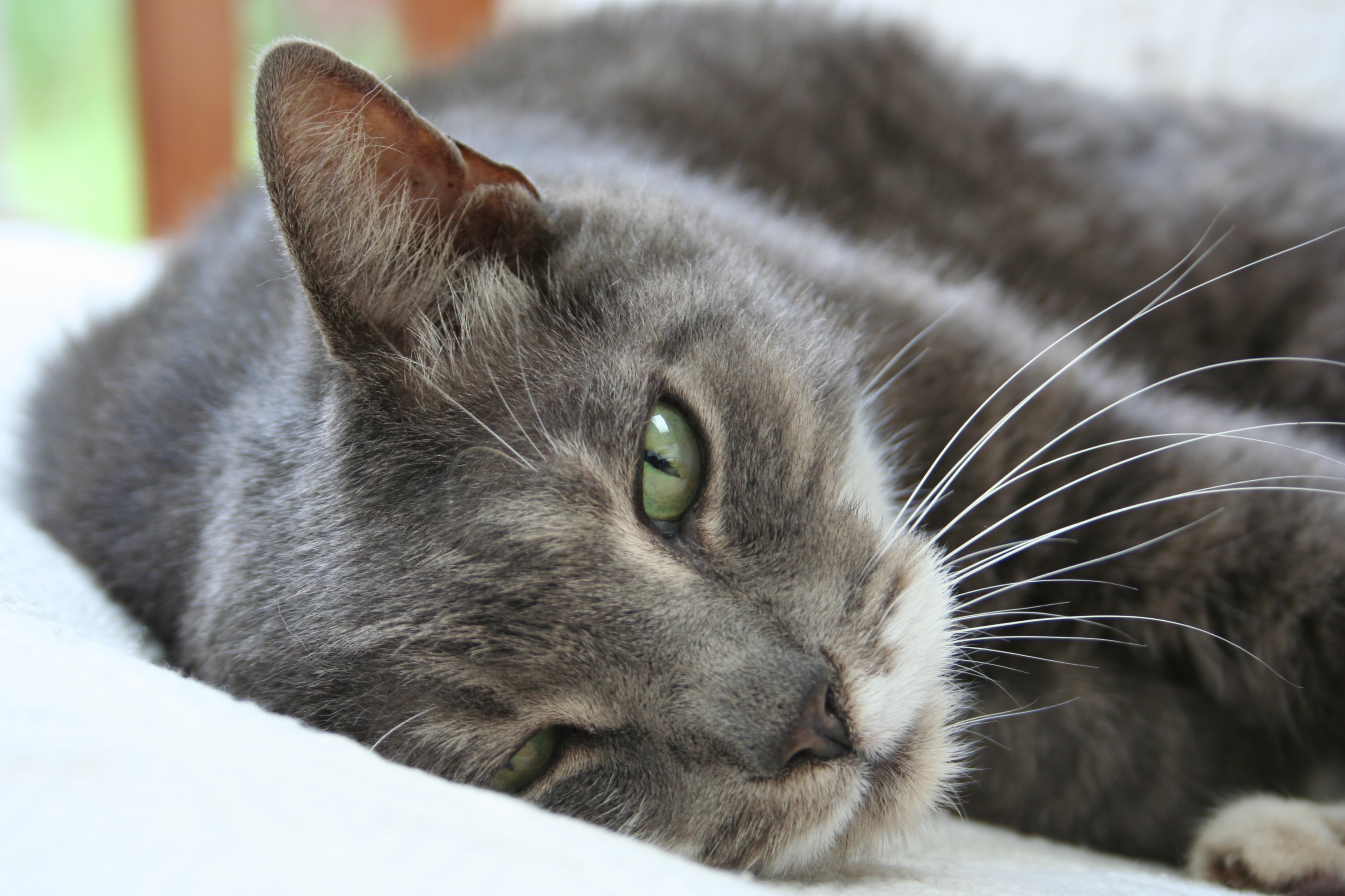 Close-up of a gray cat with green eyes HD Wallpaper
