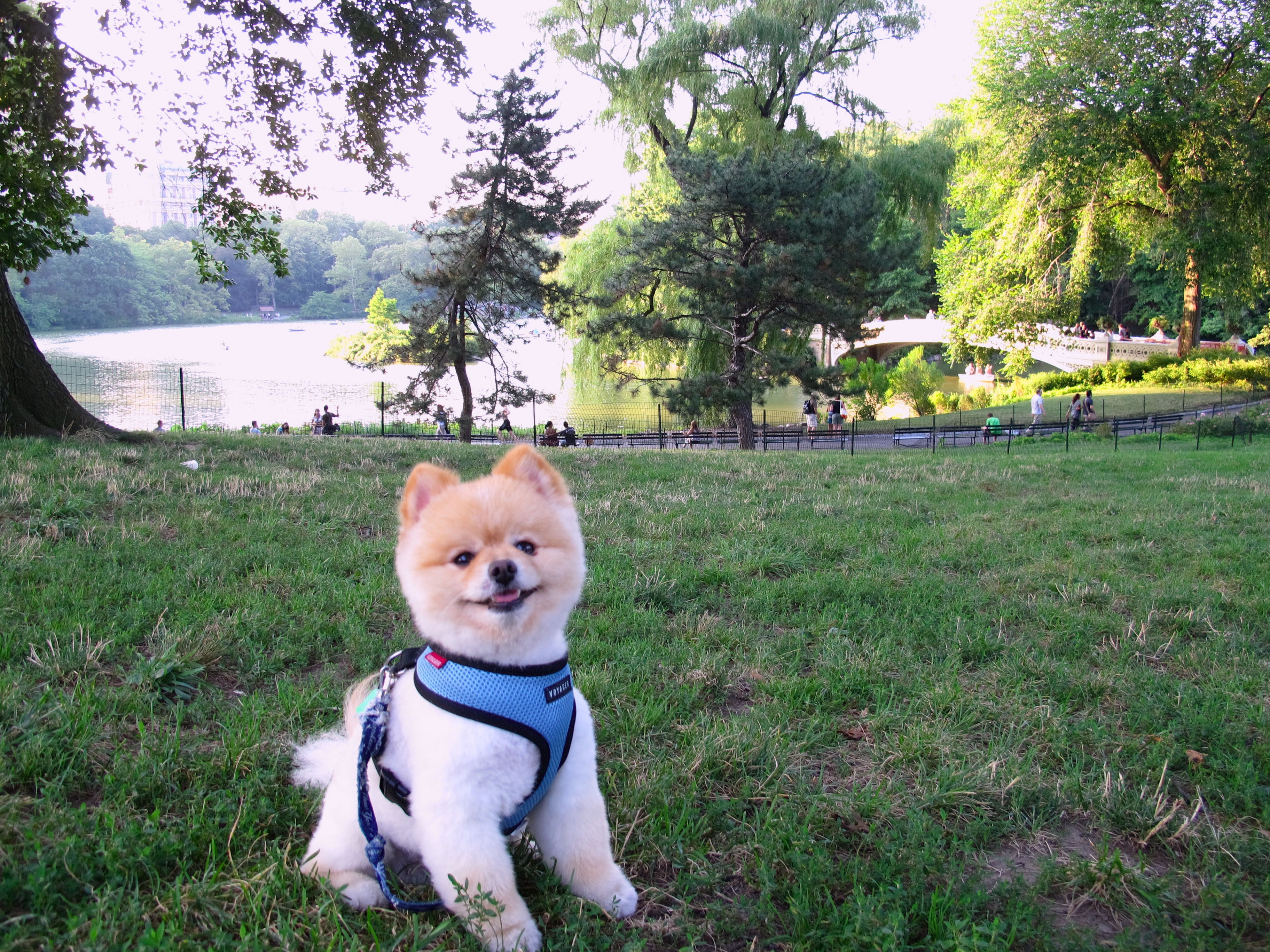 Pomeranian dog in Central Park, New York City HD Wallpaper