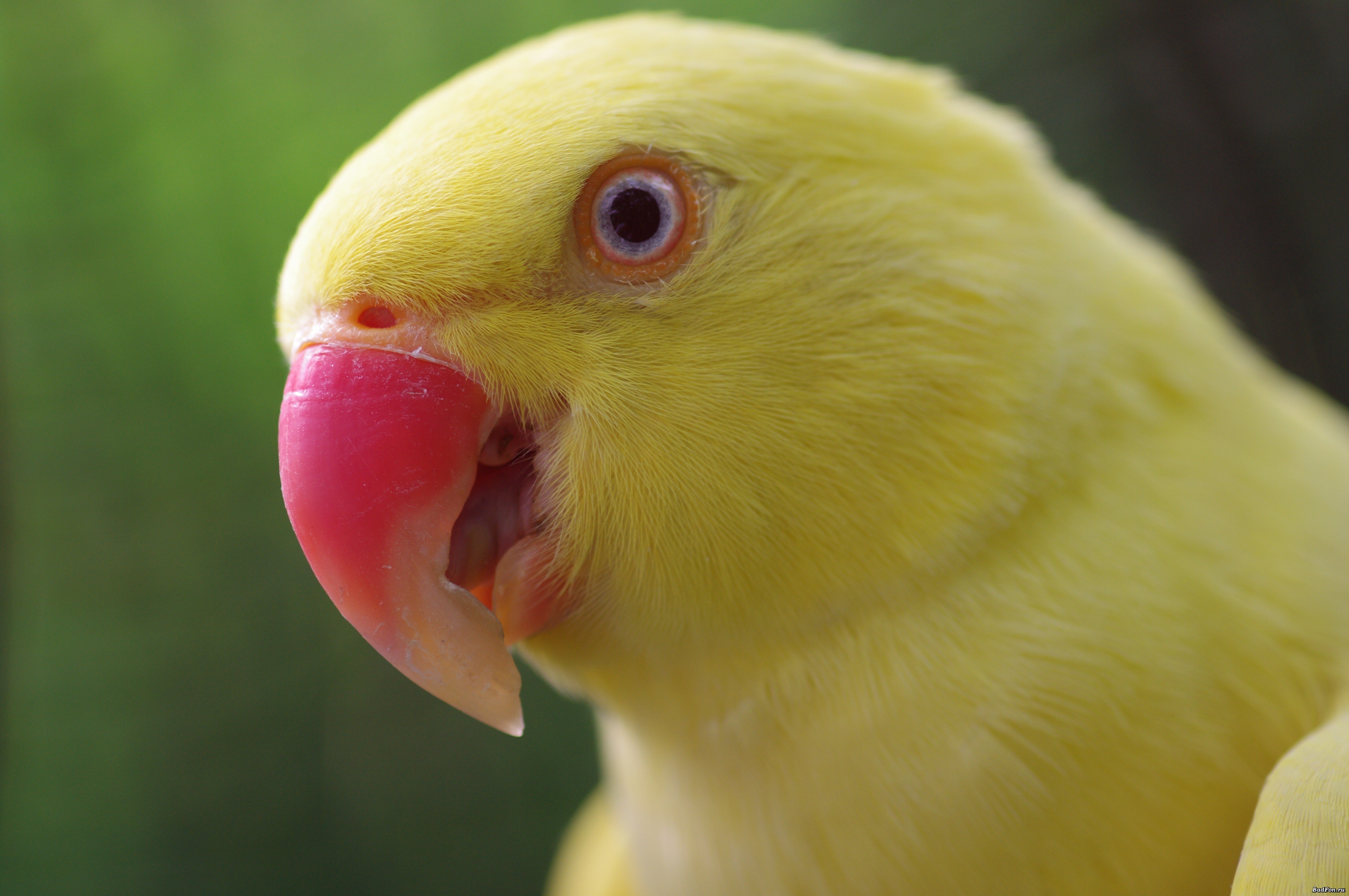Close-up of a yellow parrot with a pink beak HD Wallpaper