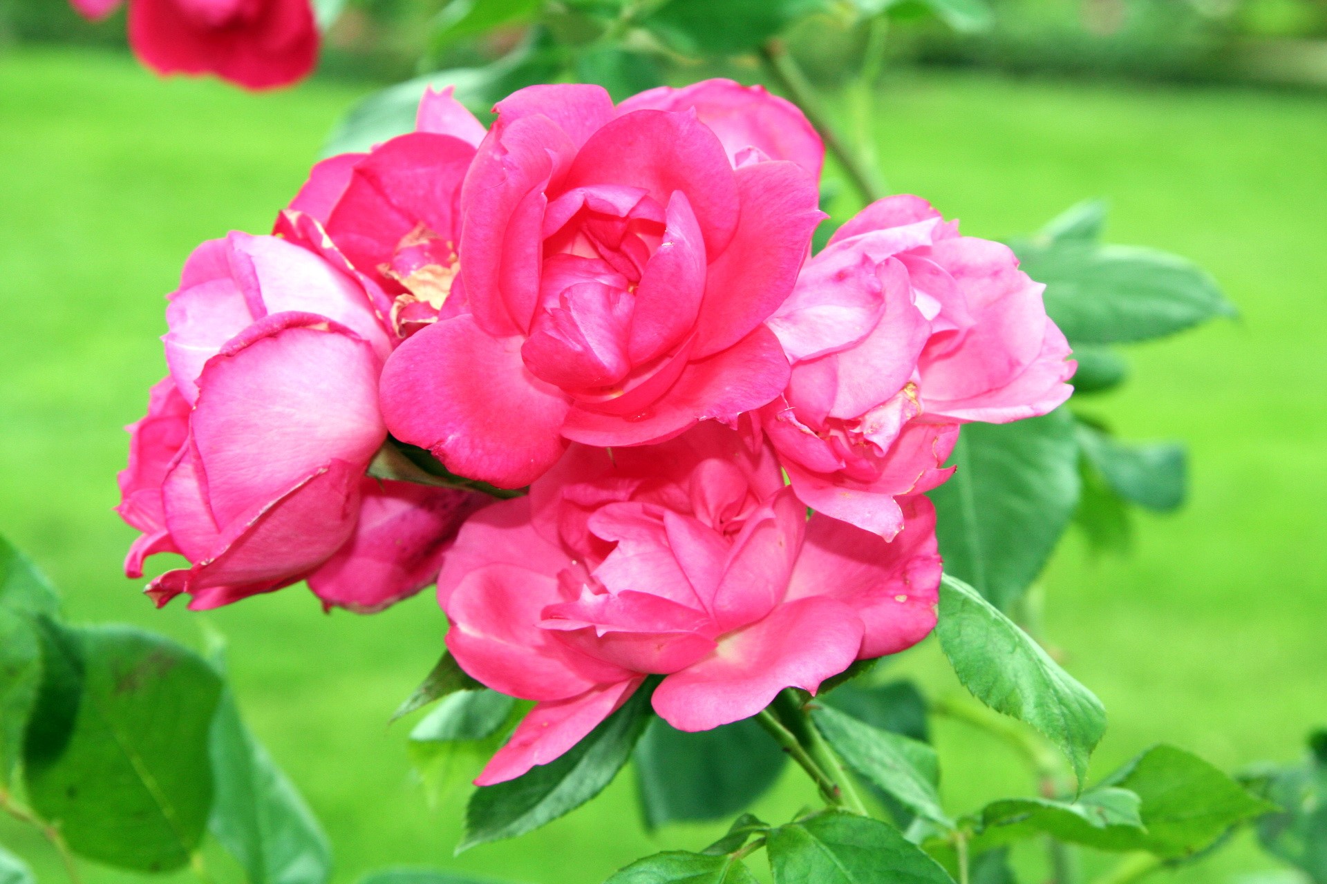 Anne de Bretagne roses HD Wallpaper