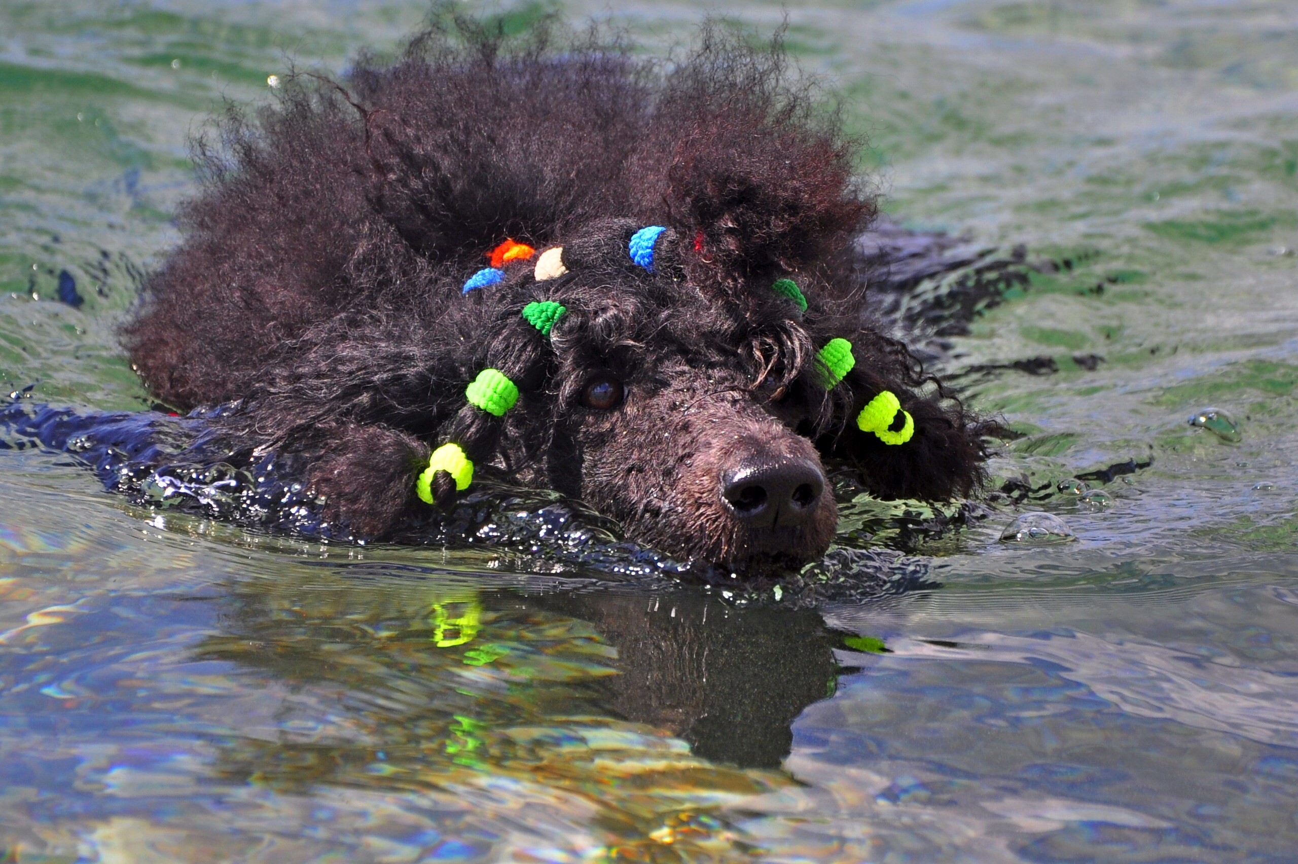 Black poodle swimming with colorful hair accessories HD Wallpaper