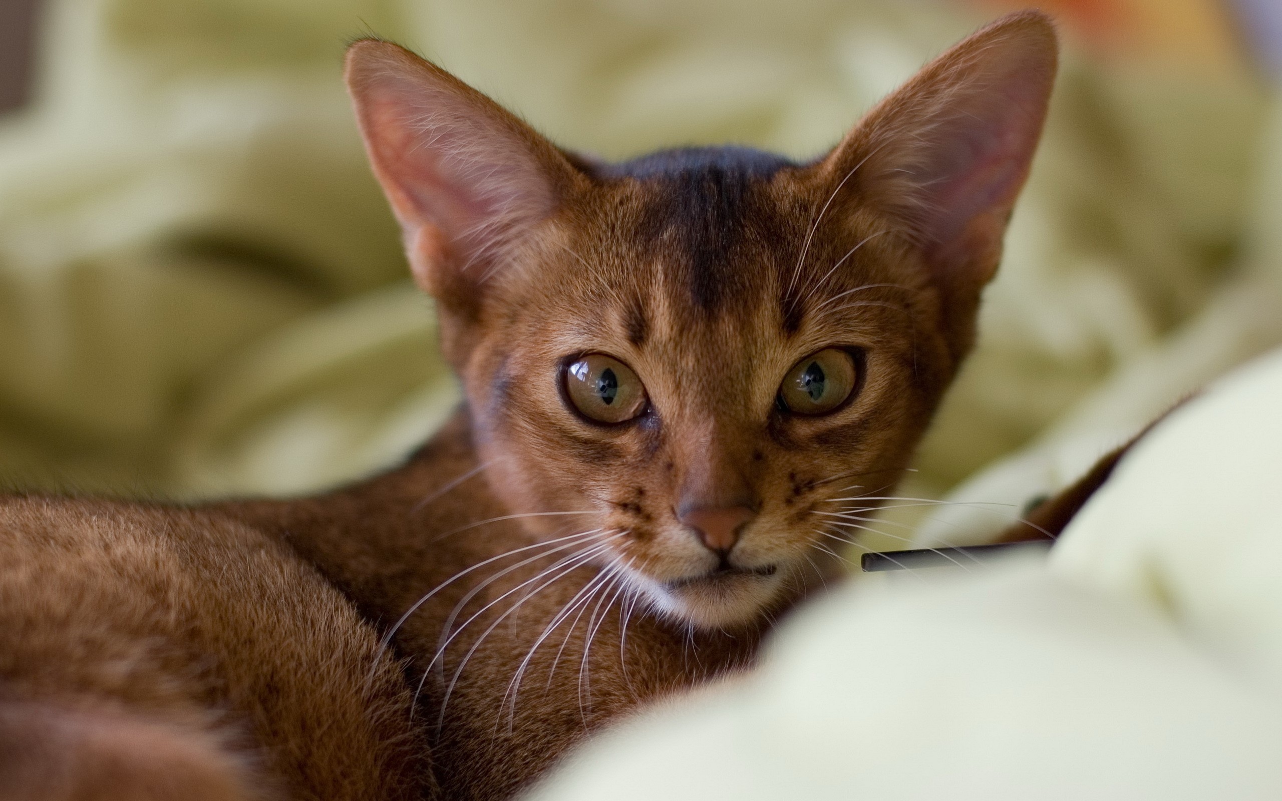 Abyssinian cat lying on a soft surface HD Wallpaper