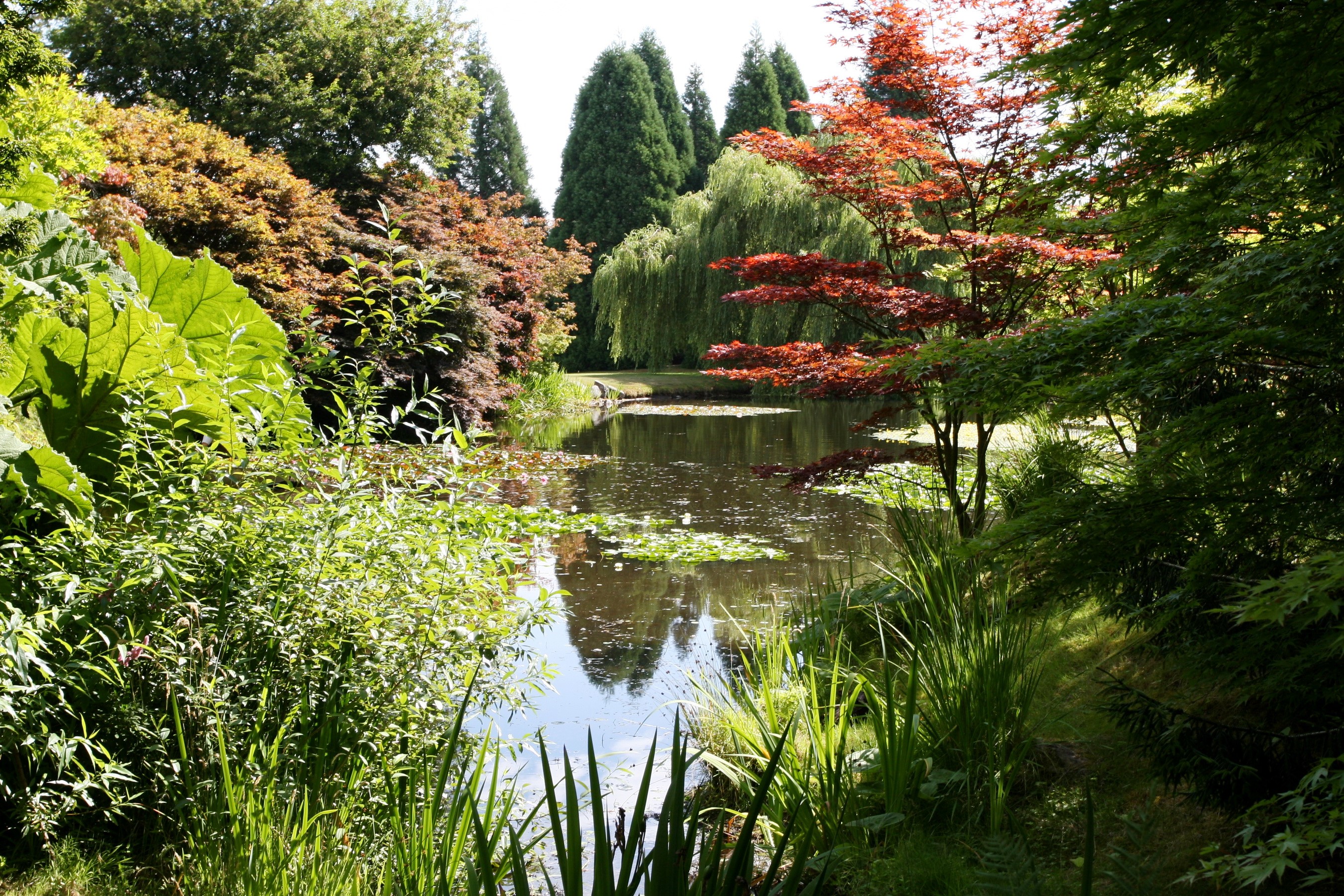 Gardens with a pond and trees HD Wallpaper