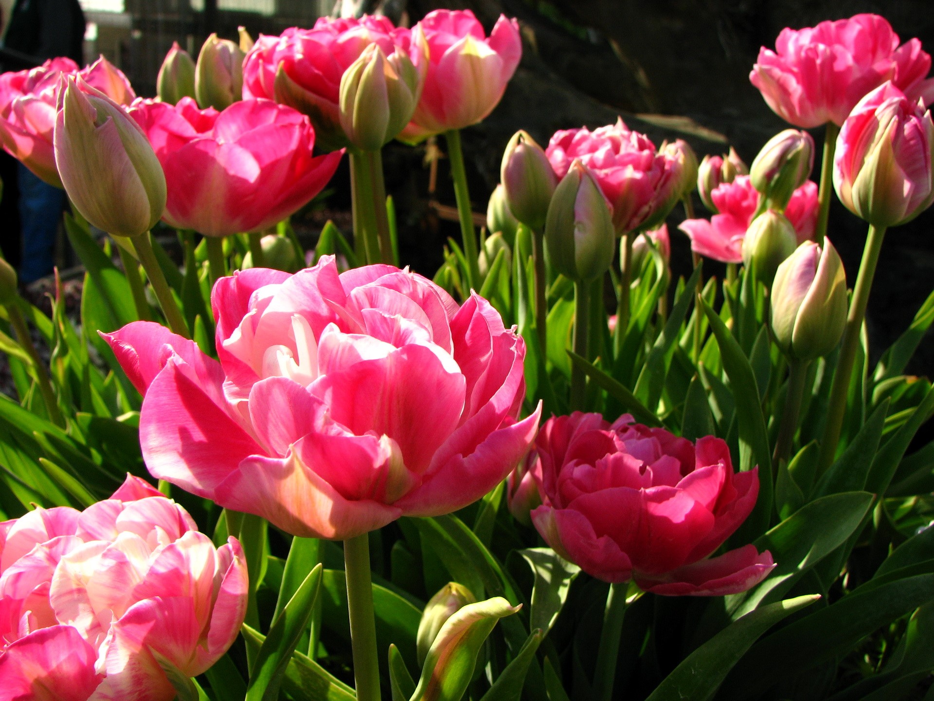 Pink double tulips in bloom HD Wallpaper