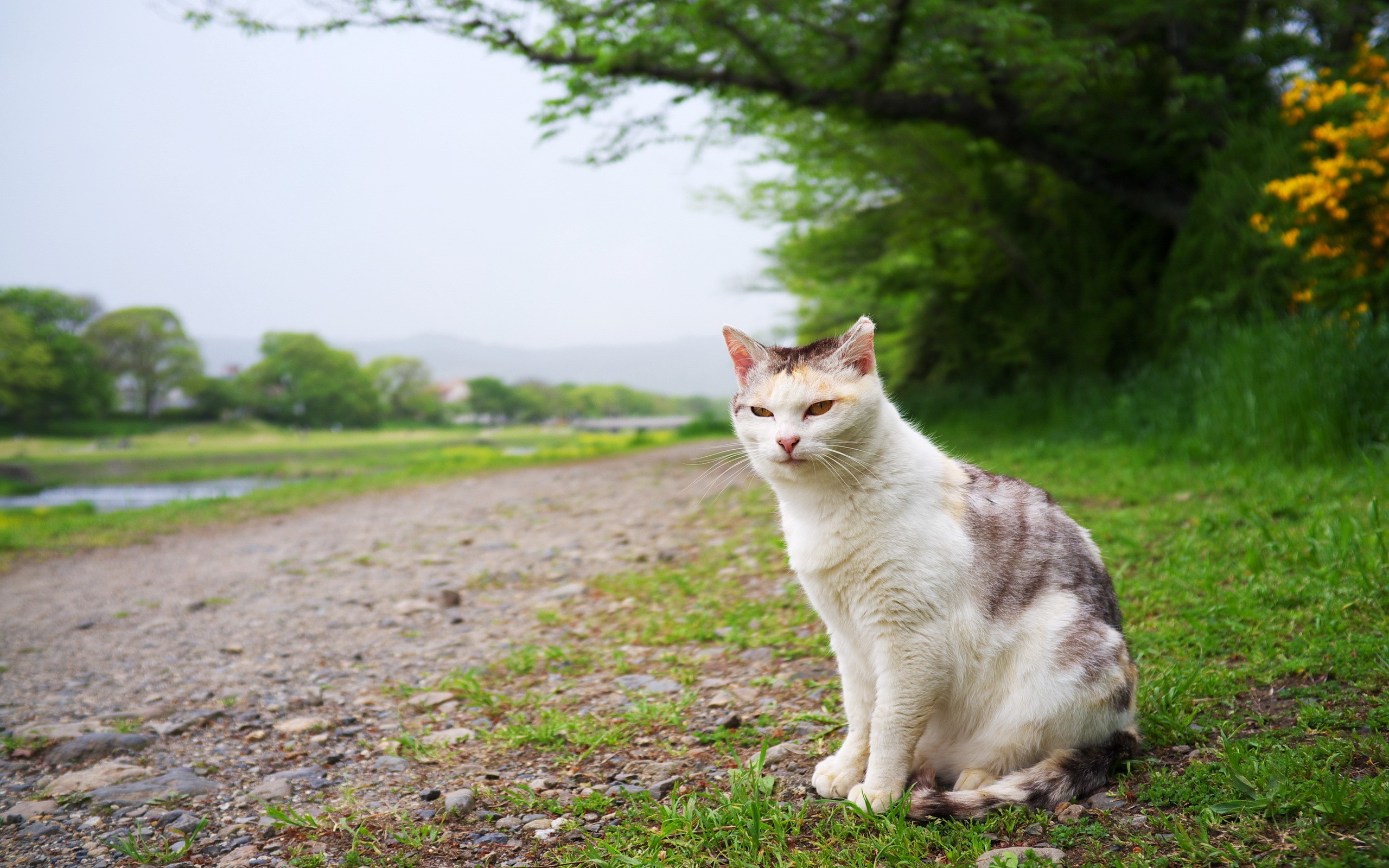 A cat sits on the grass by a path HD Wallpaper