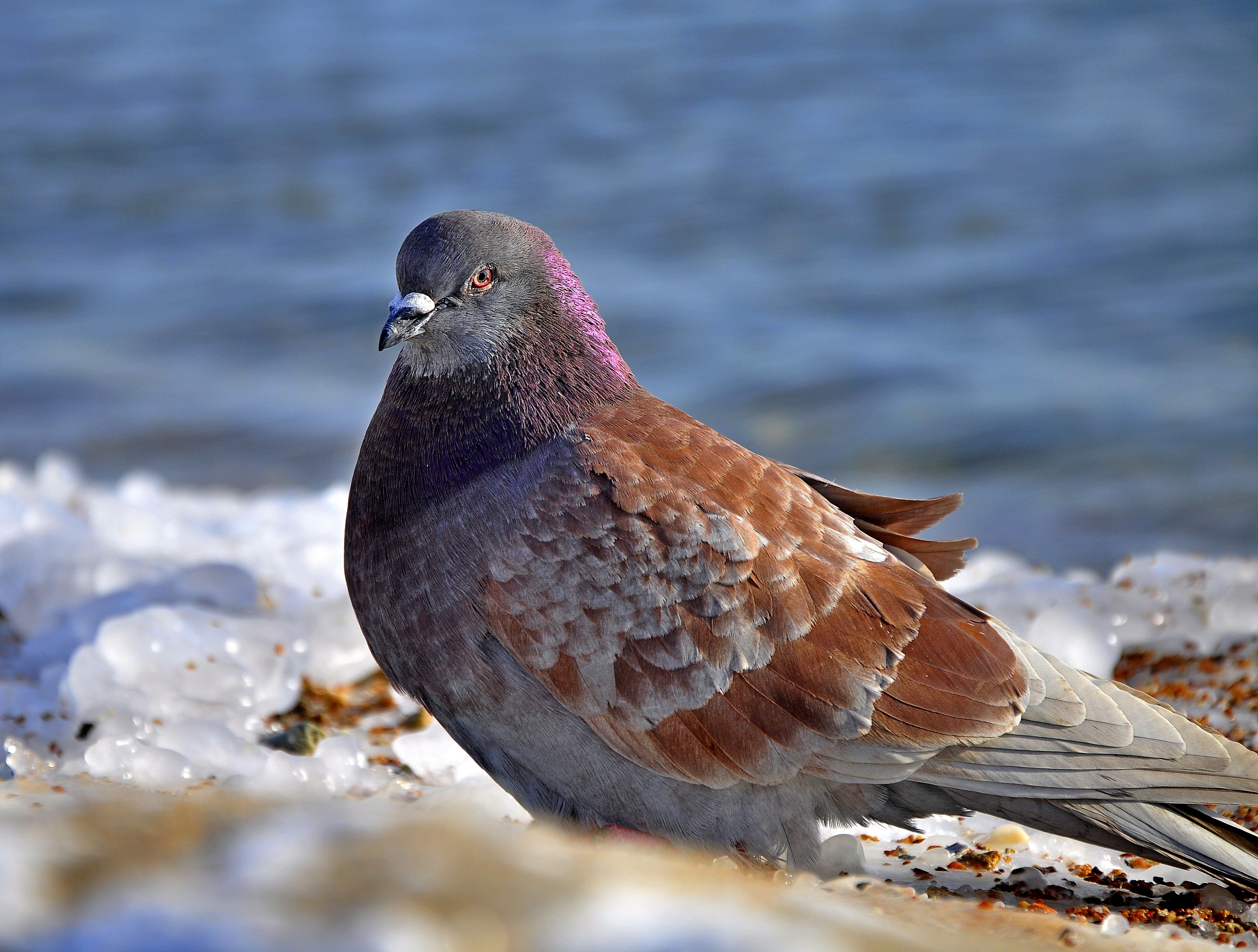 A pigeon stands on the icy shore of a body of water HD Wallpaper