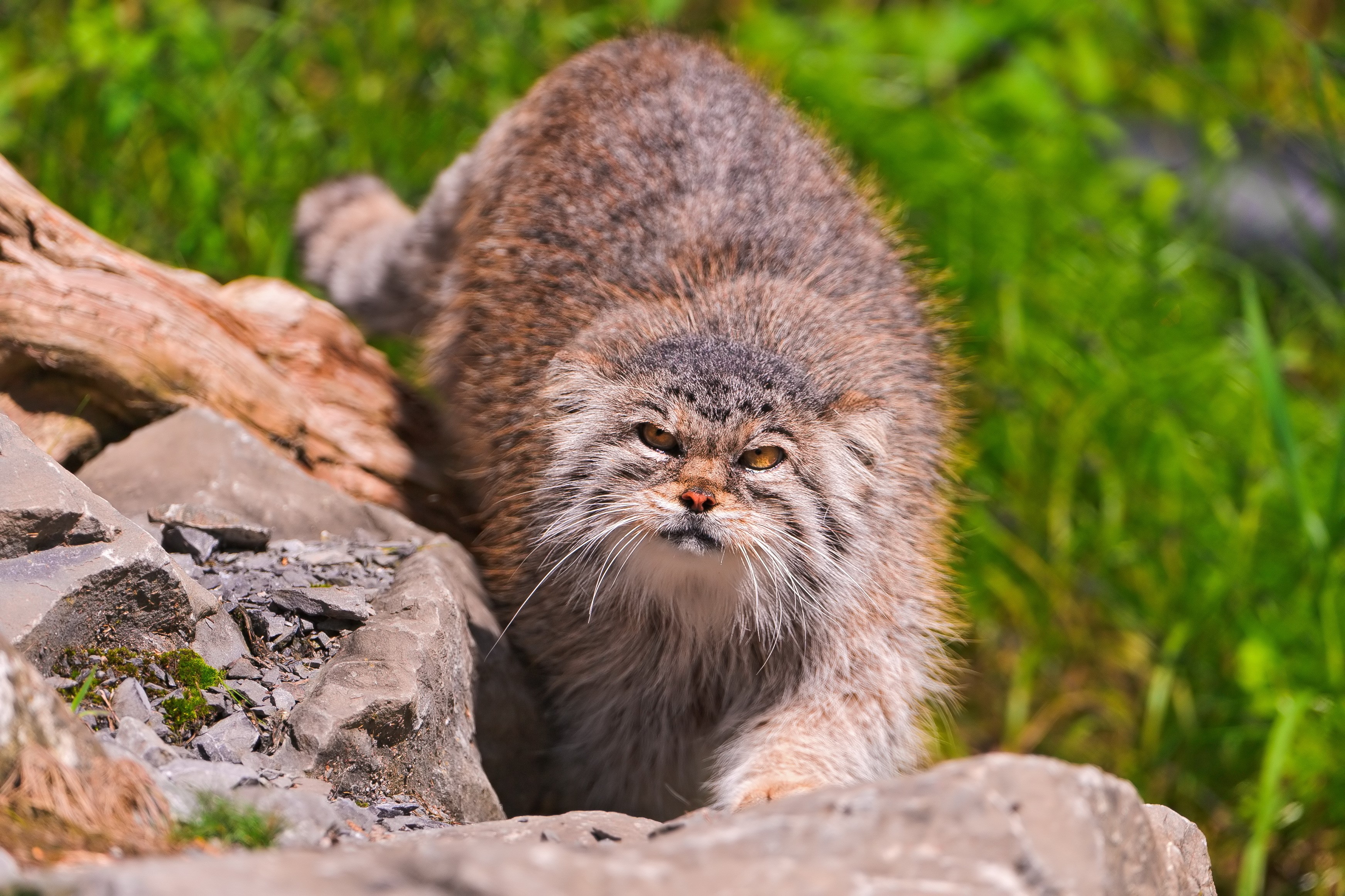 Pallas's cat walking on rocks HD Wallpaper
