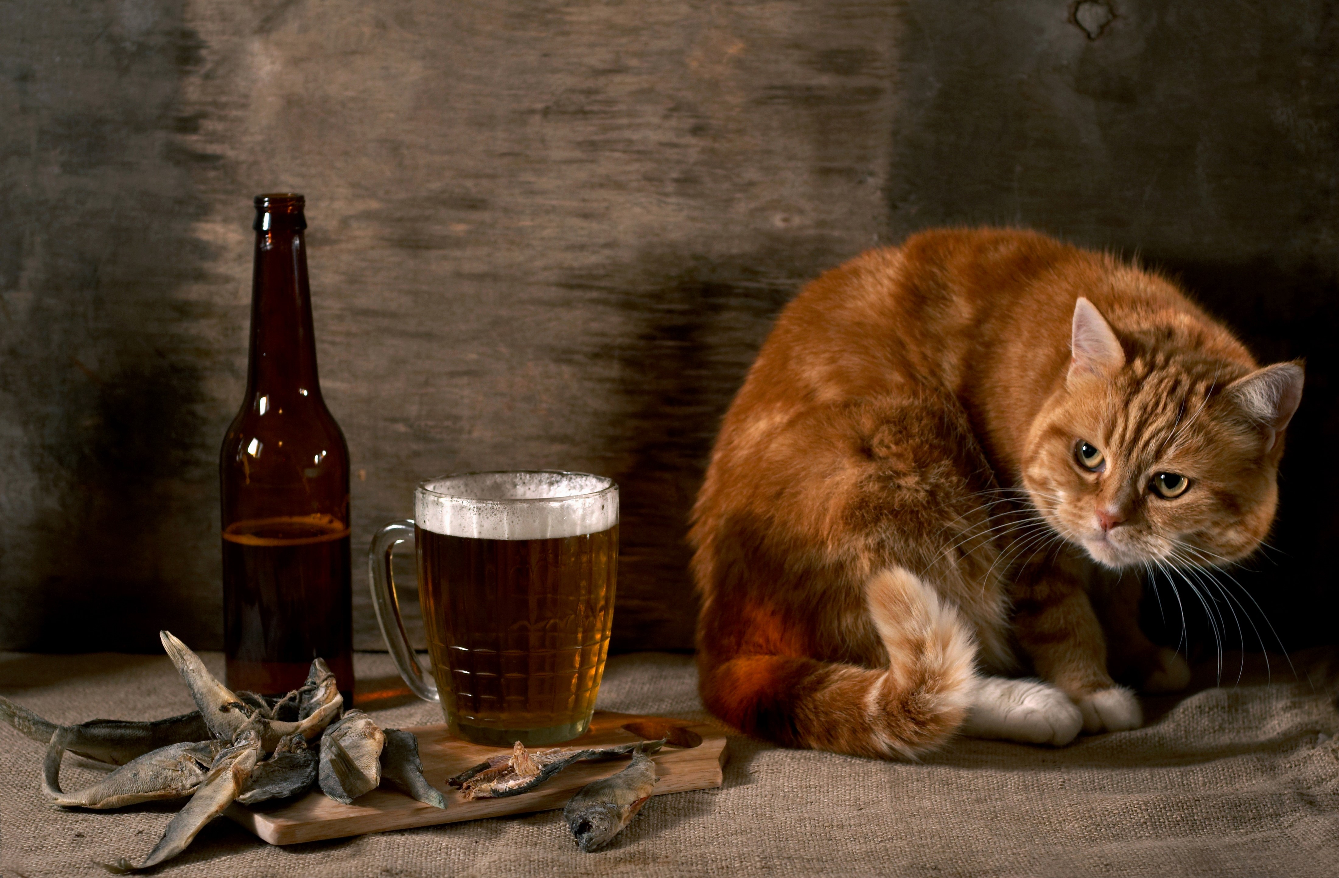 Orange cat with beer and dried fish HD Wallpaper