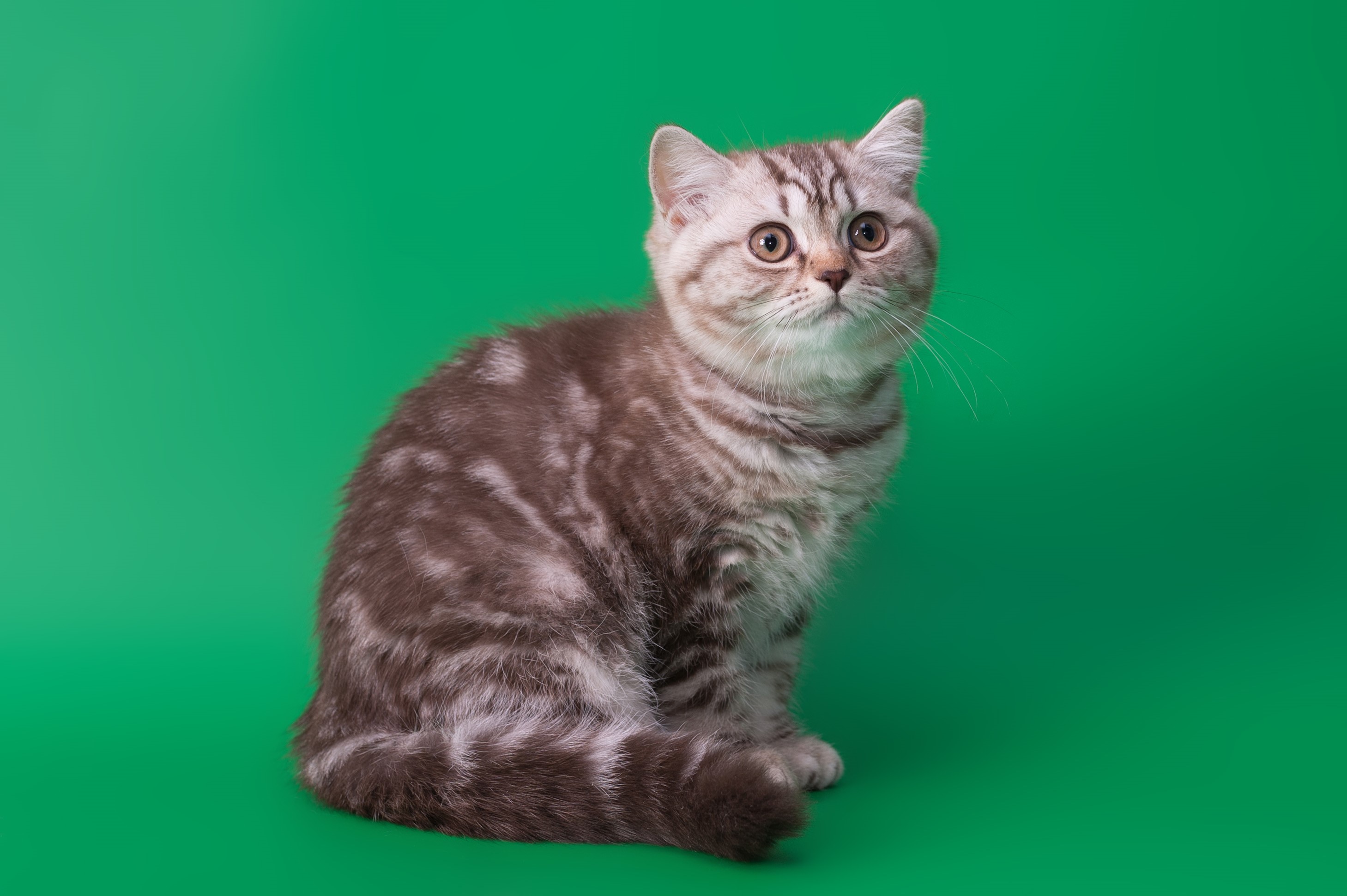 A tabby kitten sitting on a green background HD Wallpaper