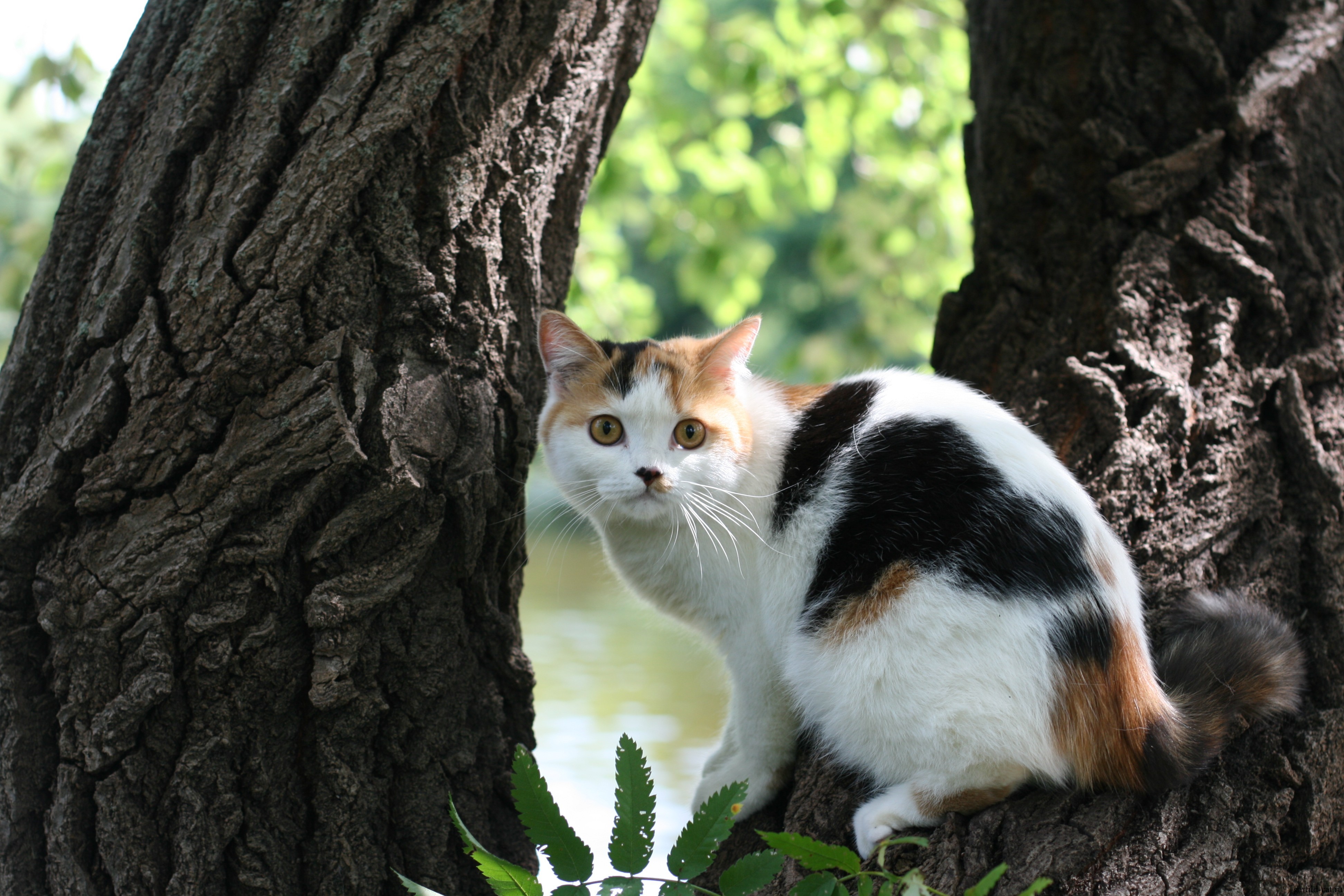Calico cat sitting on a tree branch HD Wallpaper