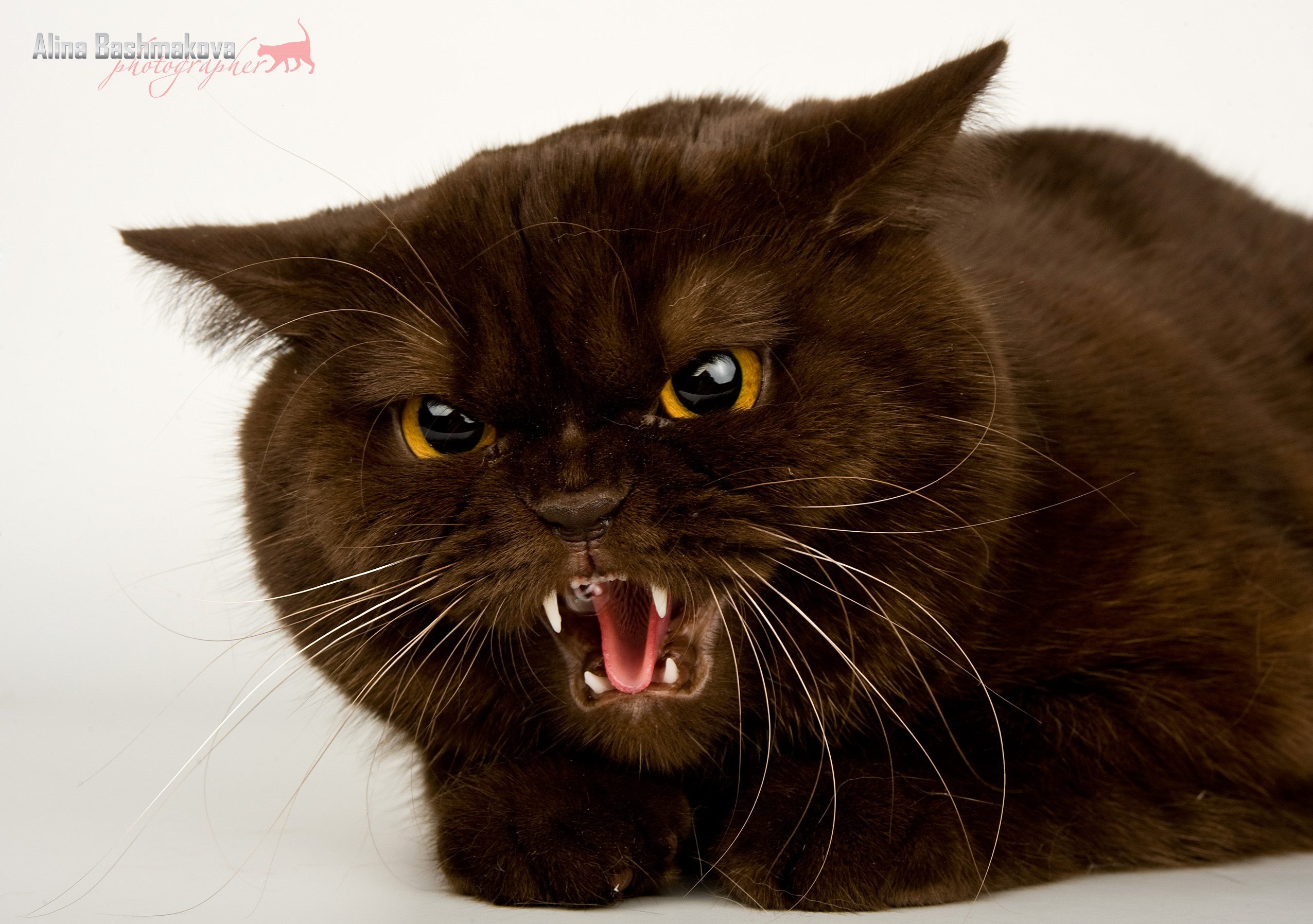 Brown cat hissing with mouth open HD Wallpaper