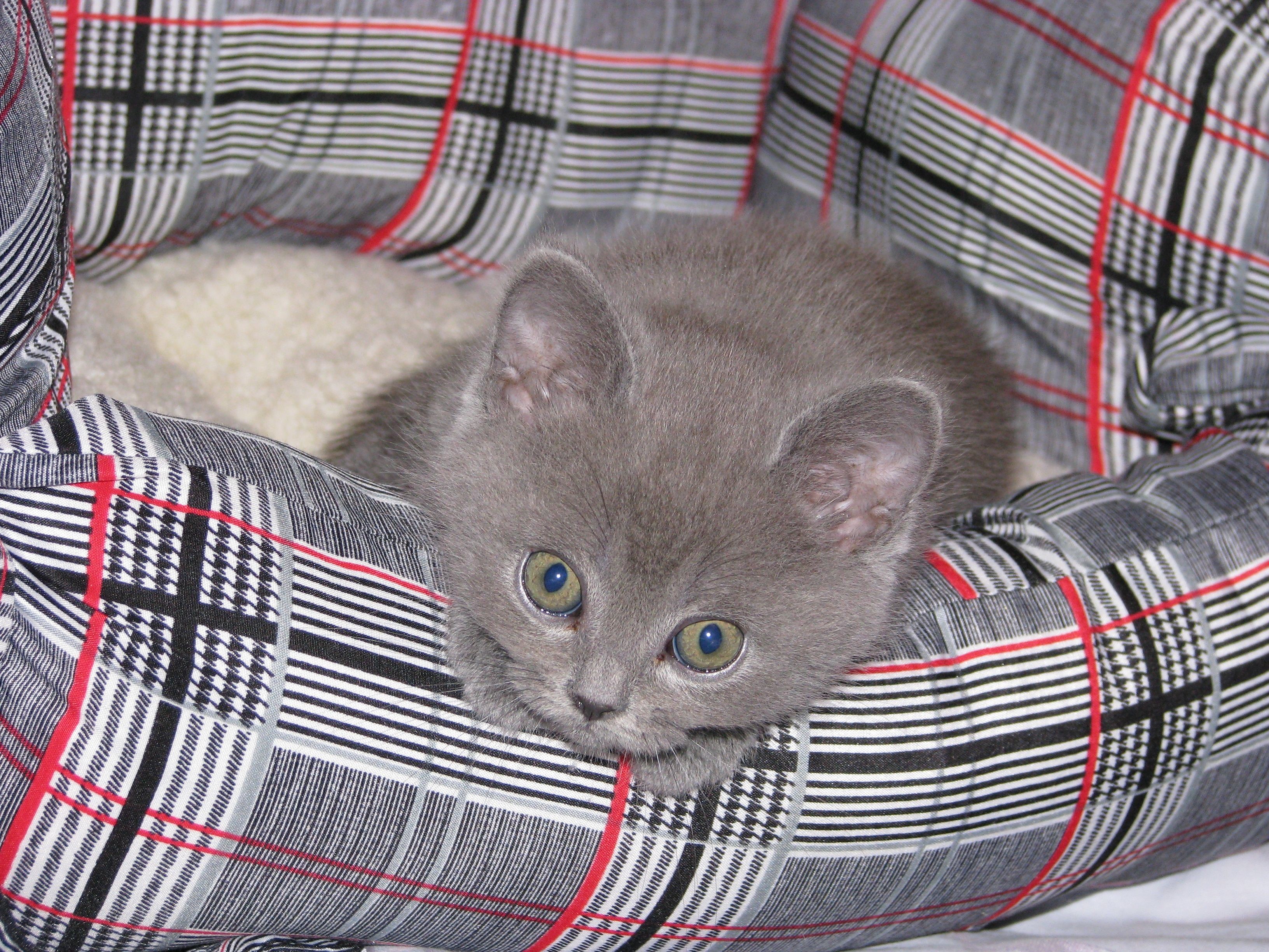 A grey kitten in a plaid bed HD Wallpaper