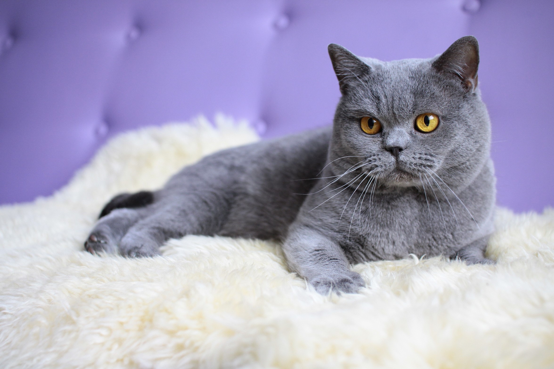 British Shorthair cat lying on a fluffy rug HD Wallpaper