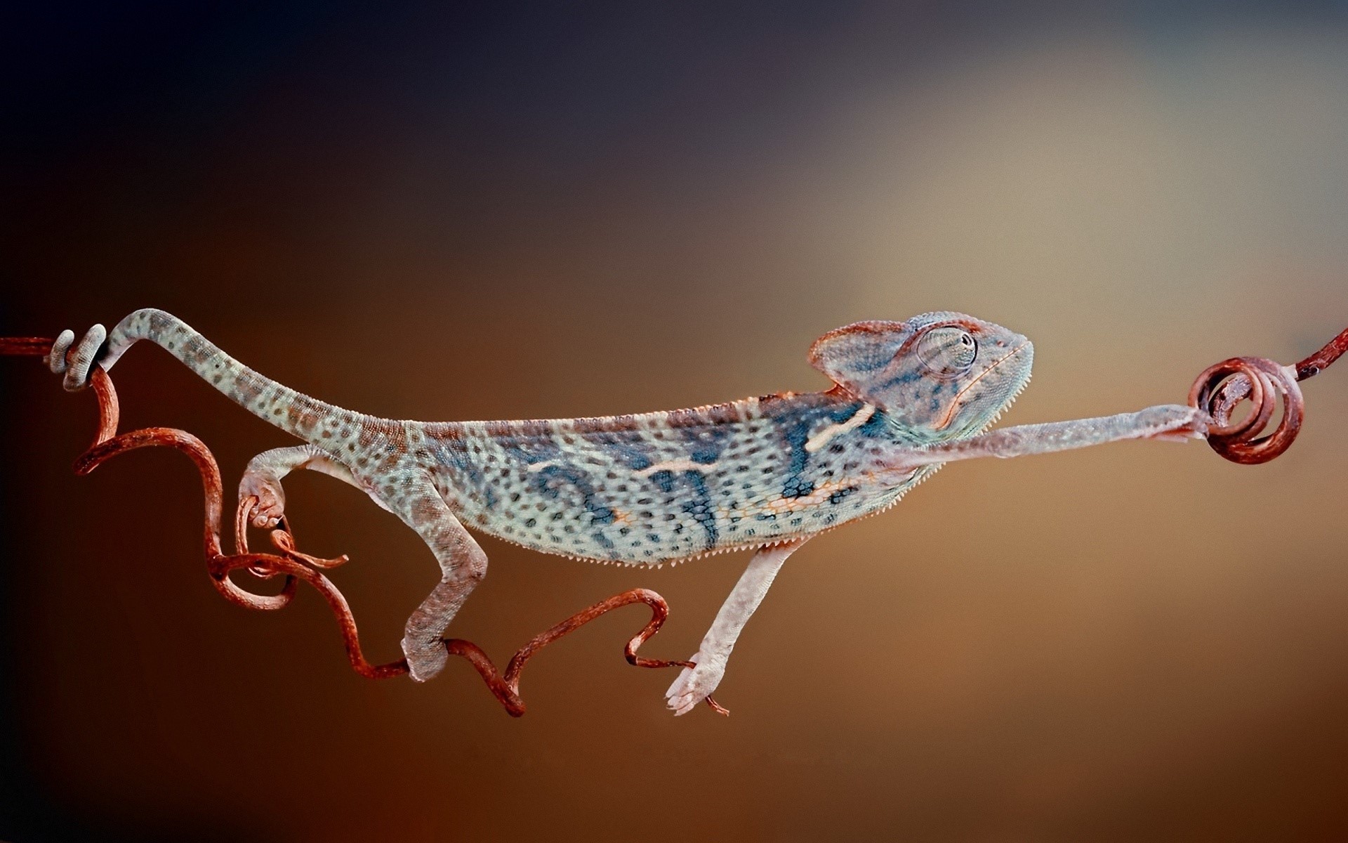 Chameleon balancing on a vine HD Wallpaper