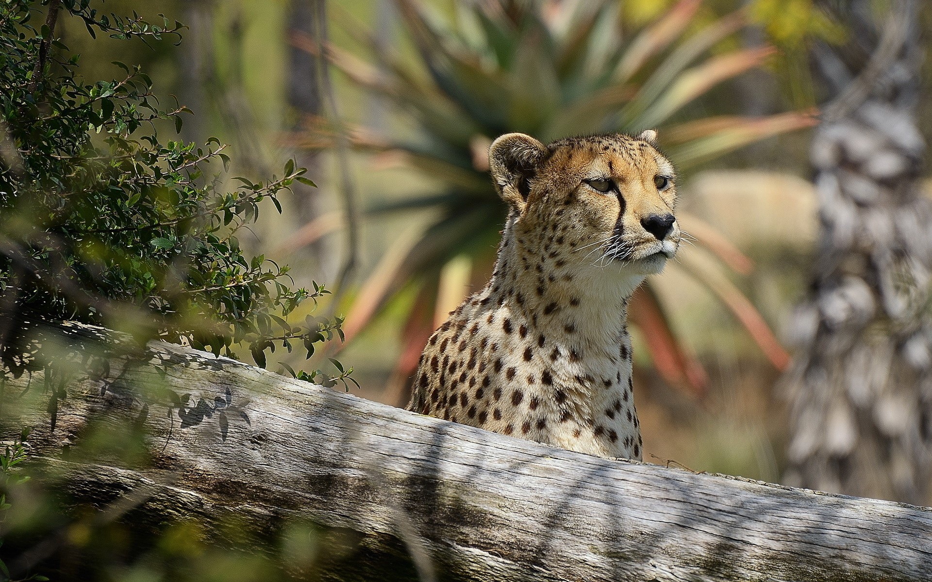 Cheetah resting behind a log HD Wallpaper