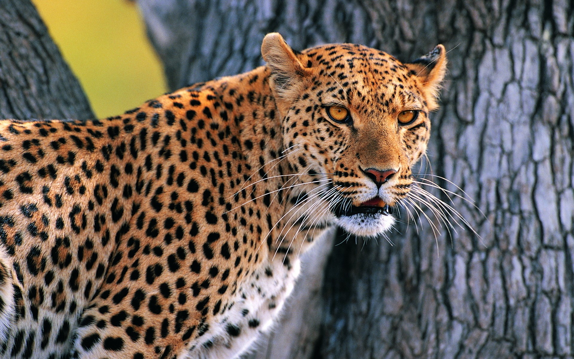 Leopard in front of a tree HD Wallpaper