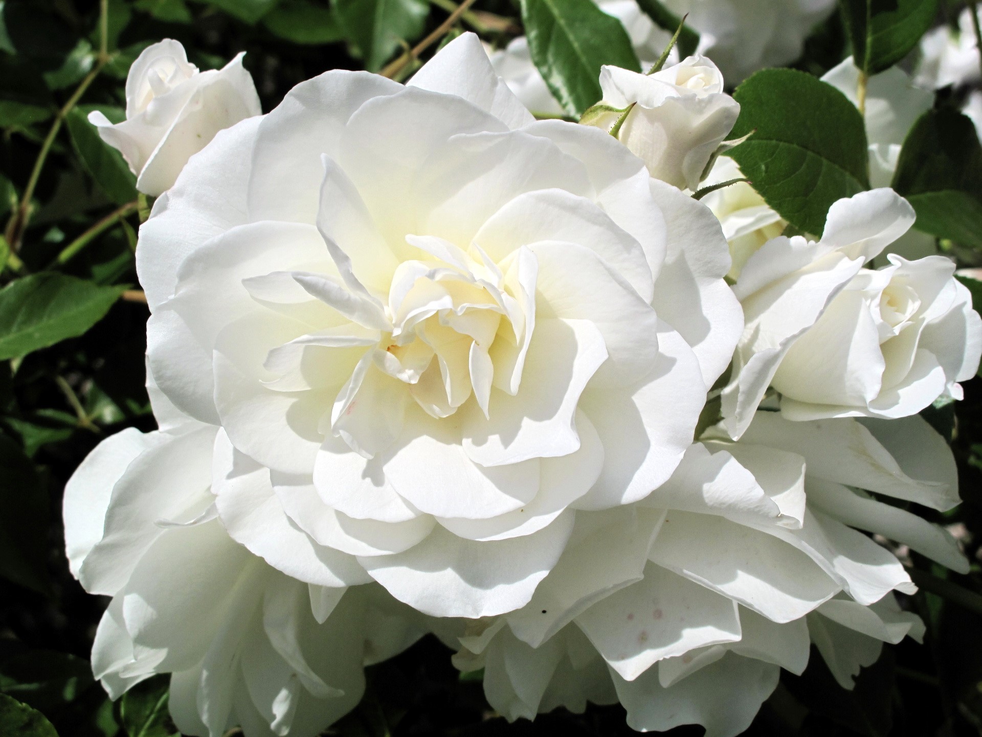 White Roses HD Wallpaper