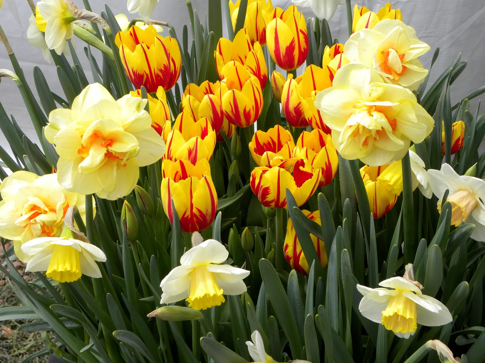 Yellow and red tulips and daffodils HD Wallpaper